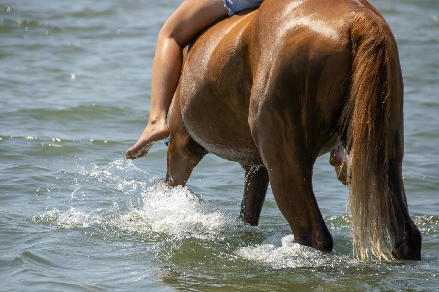 A person sitting on a horse wading through water at the beach, with the horse's back, tail, and legs visible.