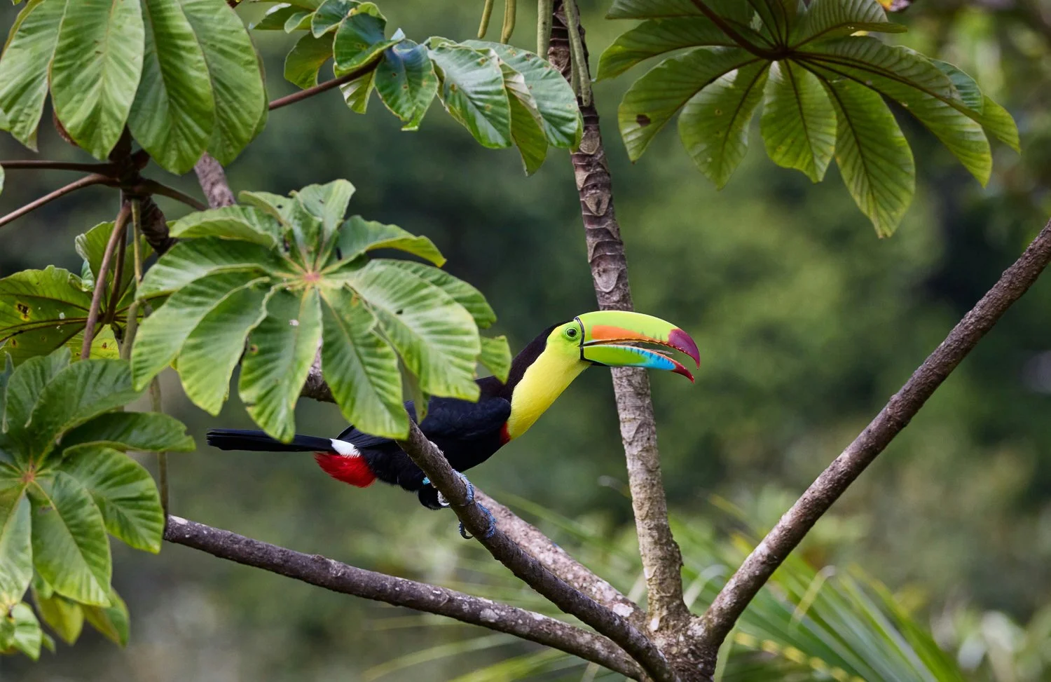 Colorful toucan perched on a tree branch amid green leaves in a lush jungle setting.
