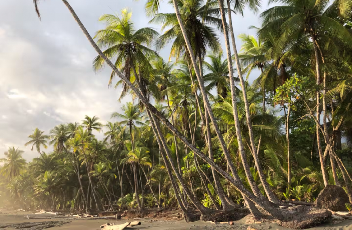 Tropical beach with numerous leaning palm trees, some fallen, and sandy shoreline, under partly cloudy sky.