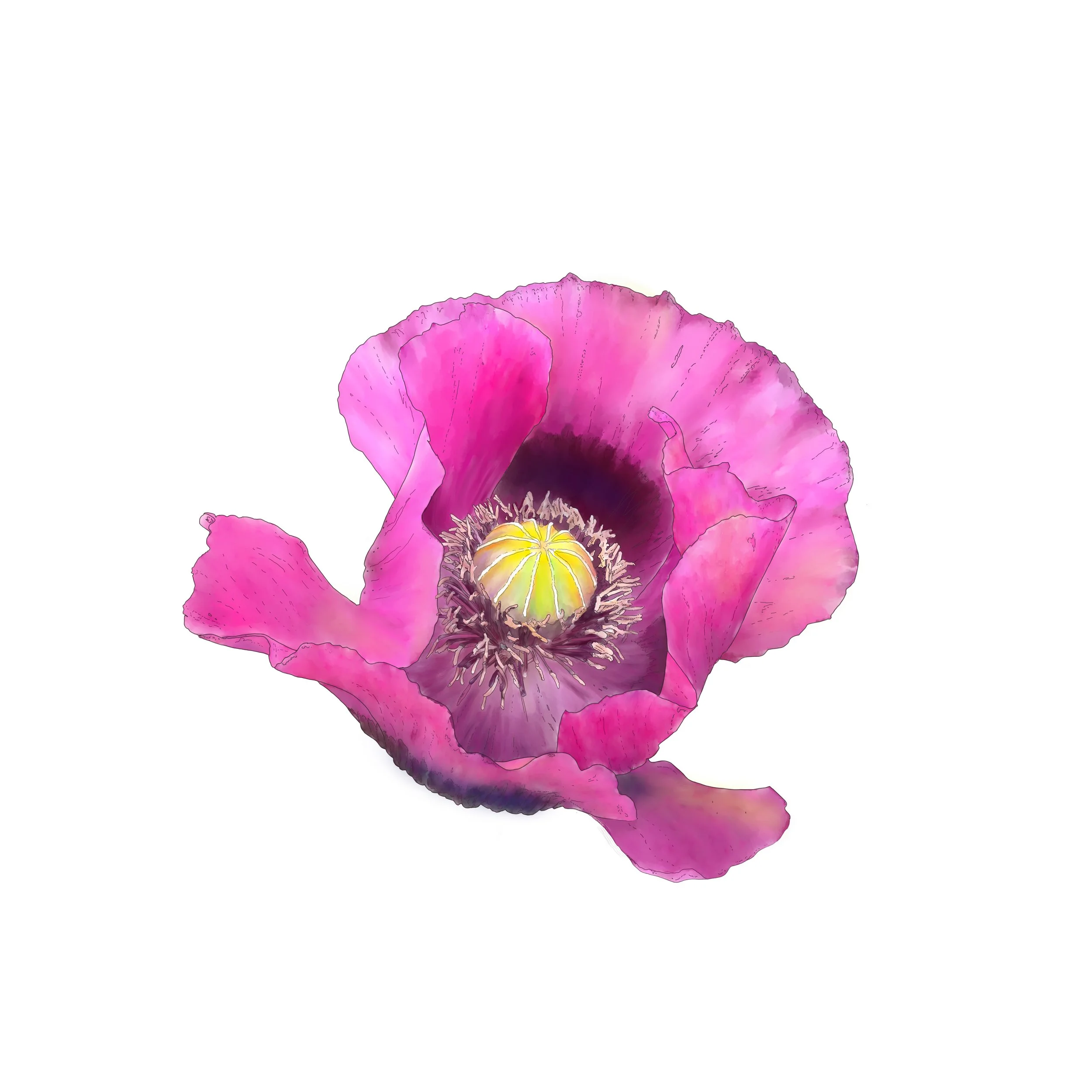 Fuschia Poppy border 3795.jpg