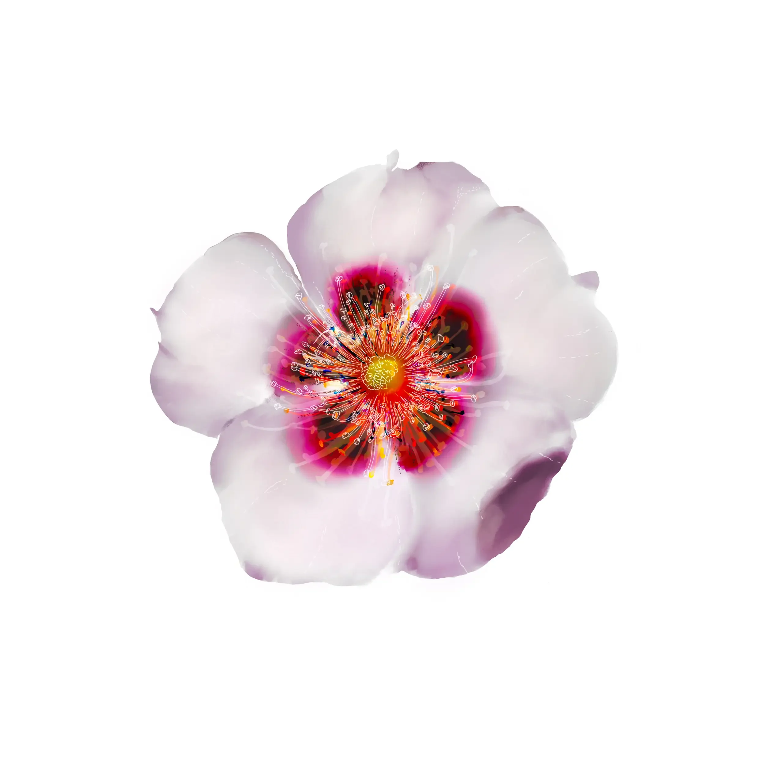 7th heaven wild rose mari rosa.webp