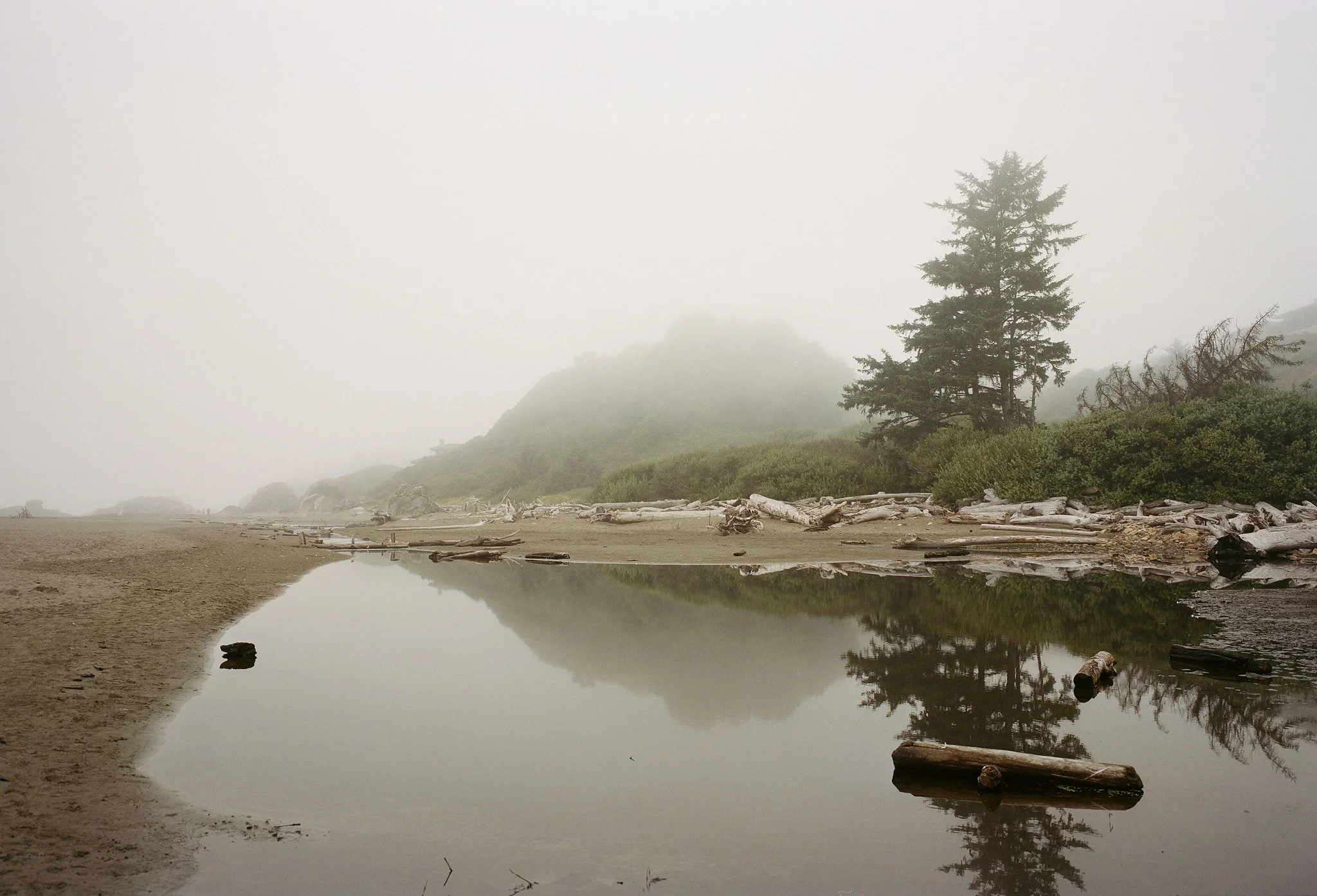 A foggy beach scene with a small water pool, driftwood, and a large tree with green shrubbery in the background.
