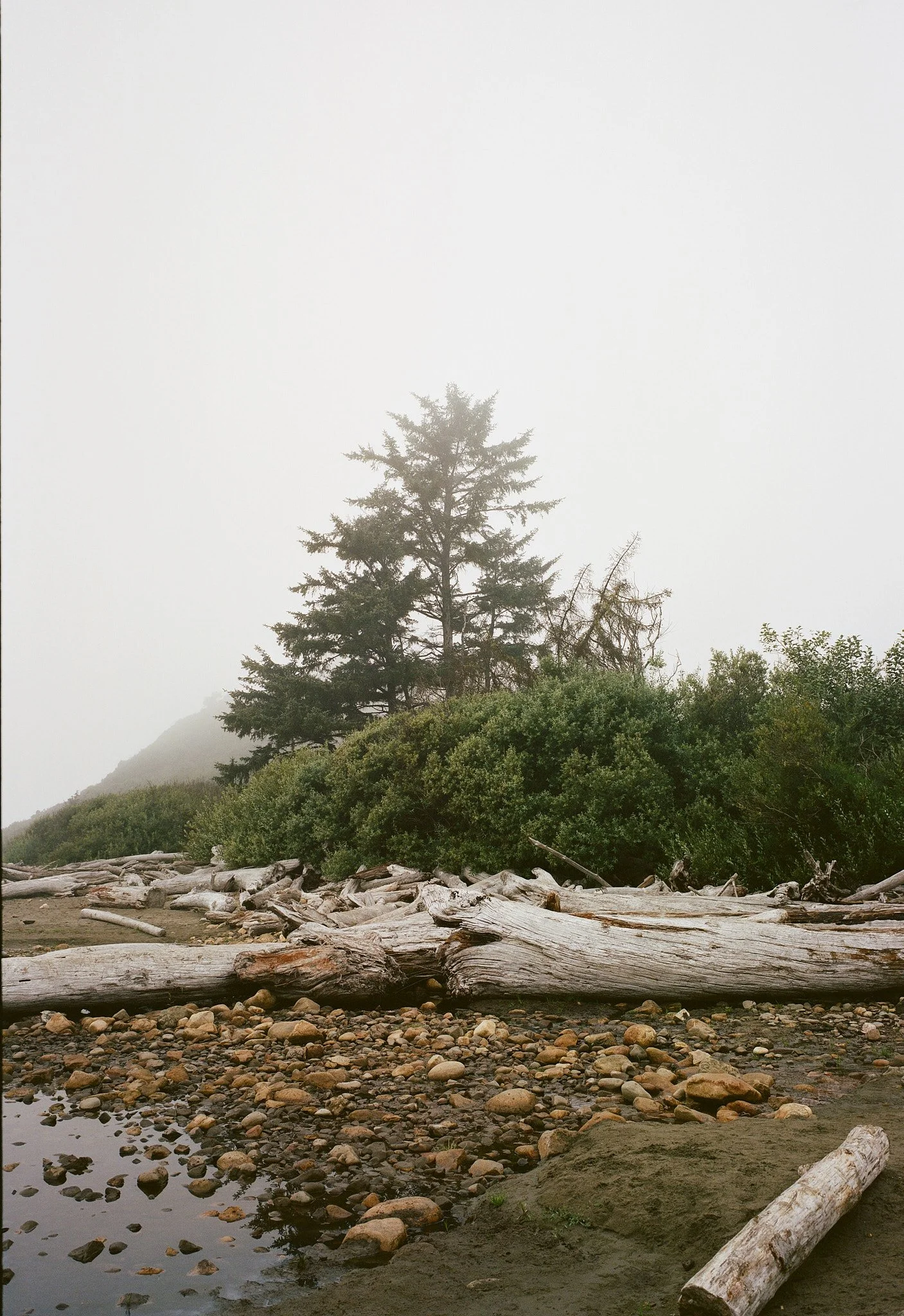 A foggy outdoor scene with a large evergreen tree, rock and driftwood on a beach with water and smaller trees in the background.