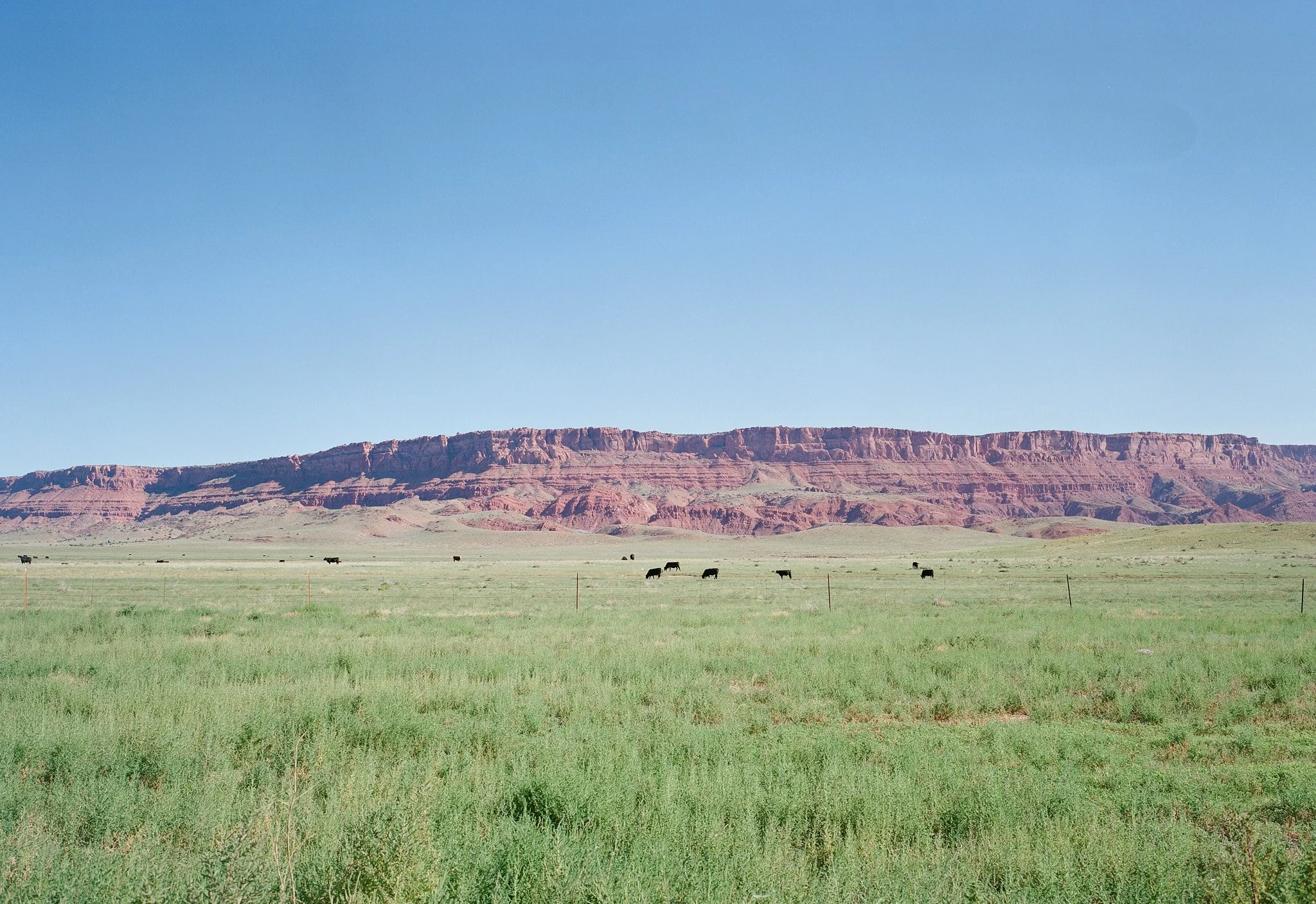 A vast green field with a few cows grazing, set against a backdrop of red rock cliffs under a clear blue sky.