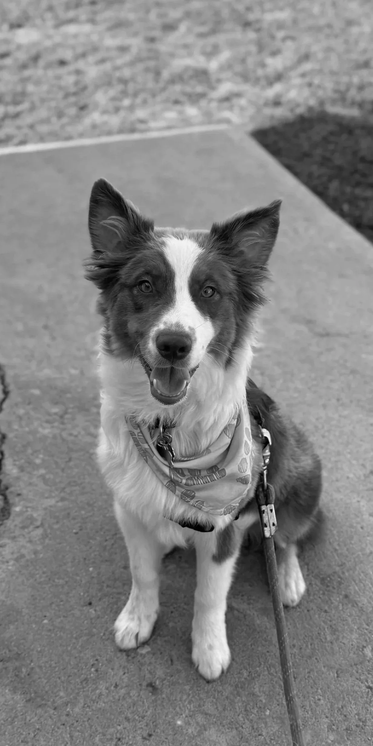 Black and white photo of a smiling Border Collie dog sitting on a leash on a concrete sidewalk.