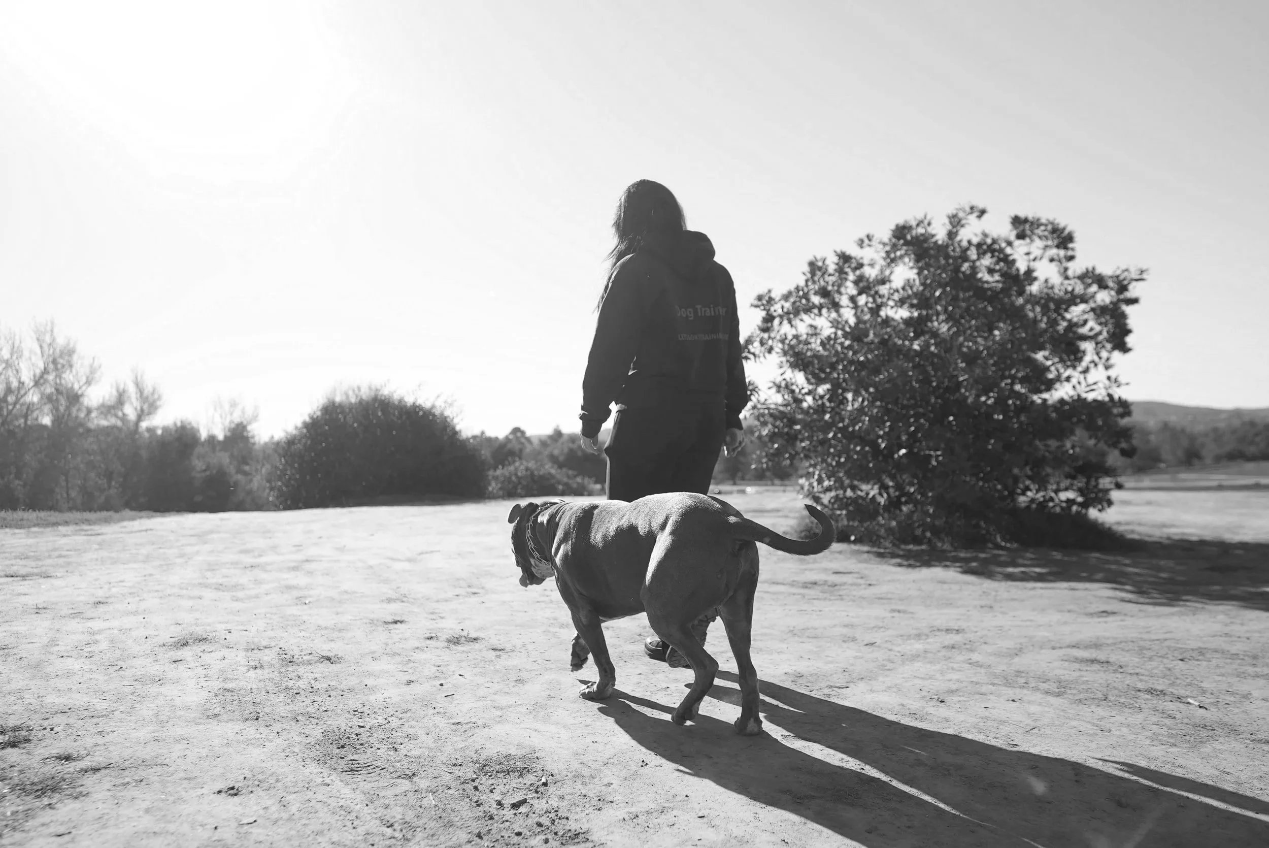 A person walking a dog outdoors on a sunny day, with trees and open landscape in the background.