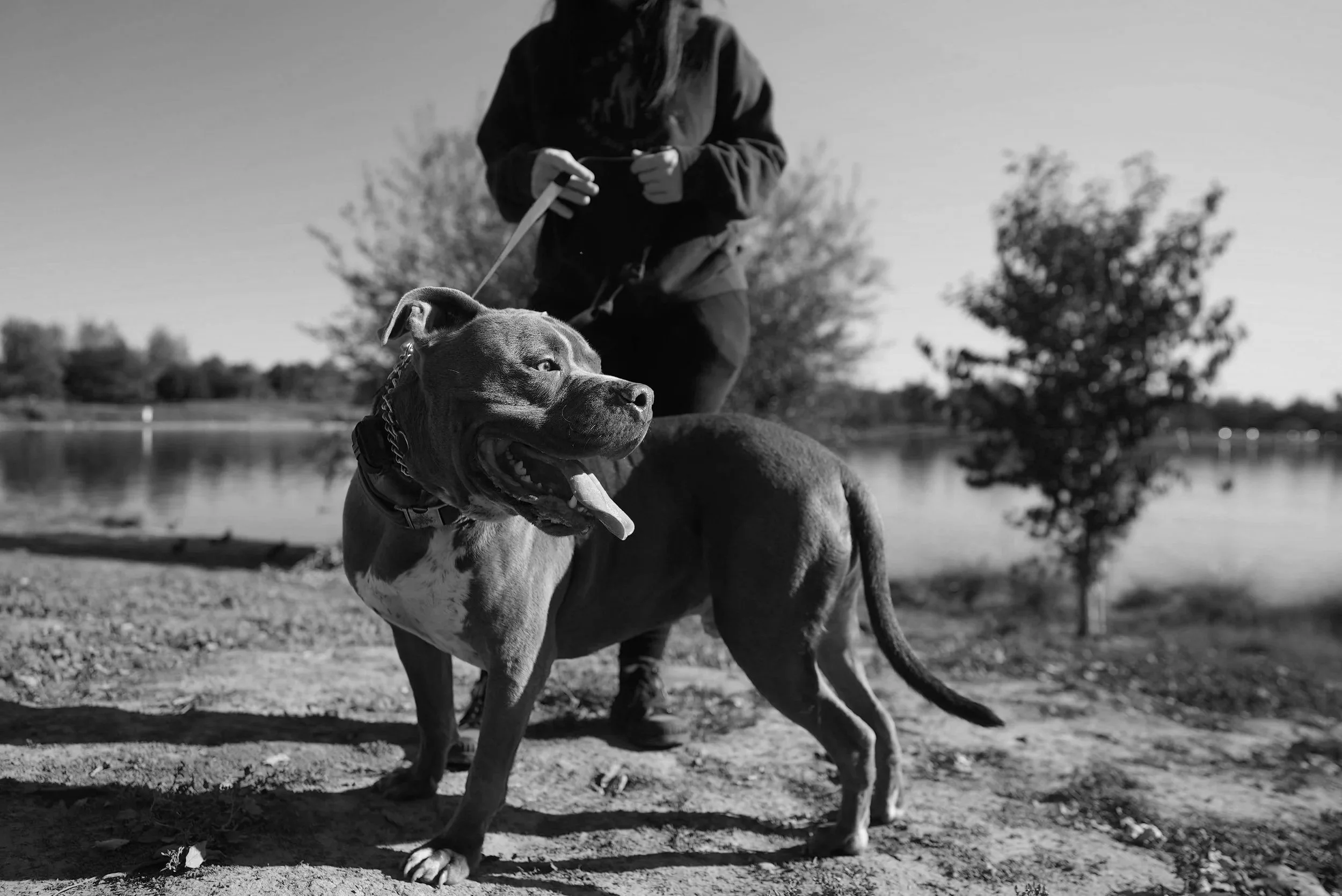 A person standing outdoors near a lake holding a leash attached to an alert dog. The dog is a pitbull with a short coat, standing on a dirt path with trees and water in the background, in black and white photography.