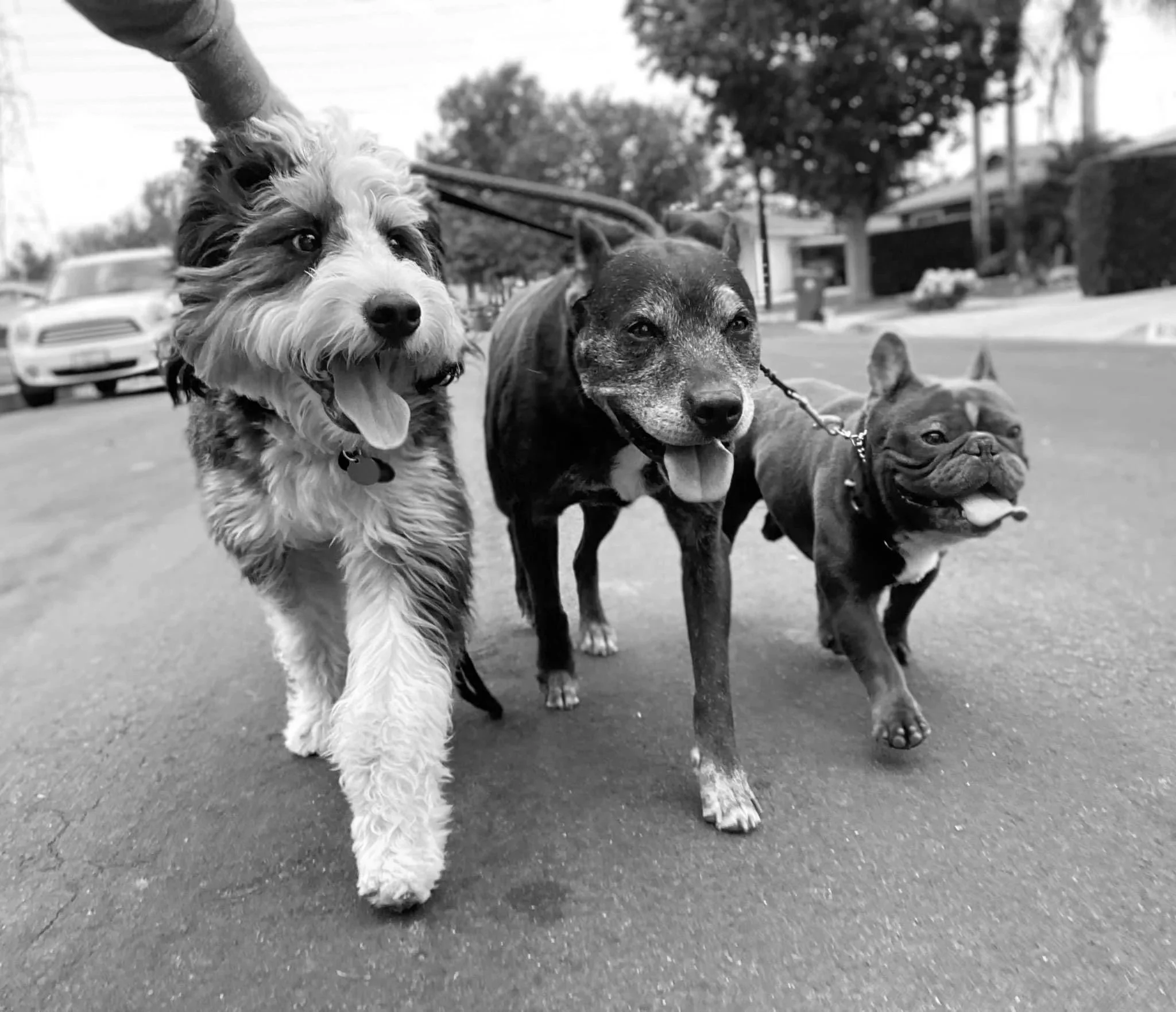 Three dogs on a walk on a street in black and white. The first dog on the left is a fluffy, medium-sized breed with a curly coat. The middle dog is a medium-sized with a smooth coat and pointed ears. The third dog on the right is a small breed with a wrinkled face and short coat.