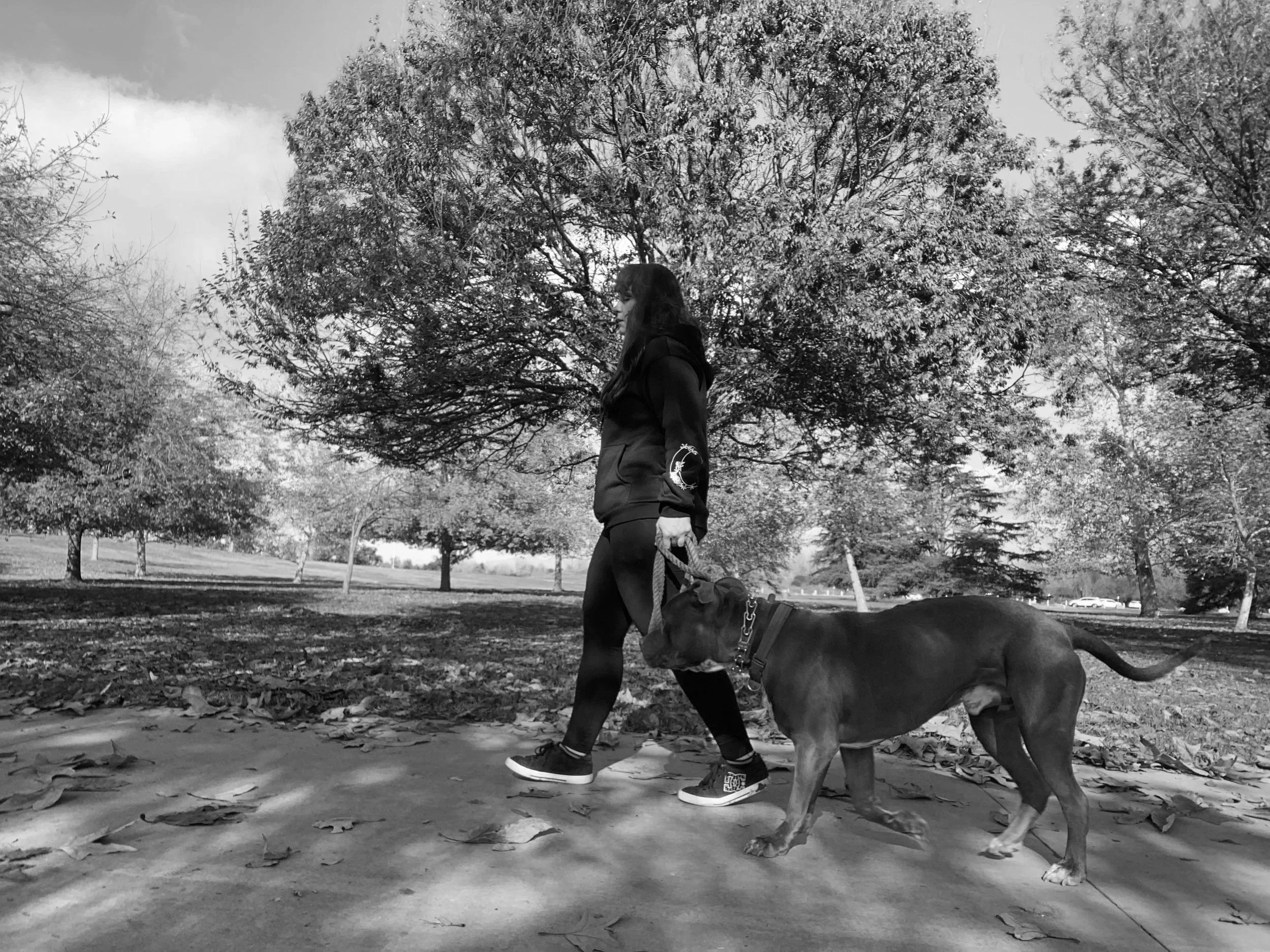 A woman walking a dog on a leash in a park with trees in the background, black and white photograph.
