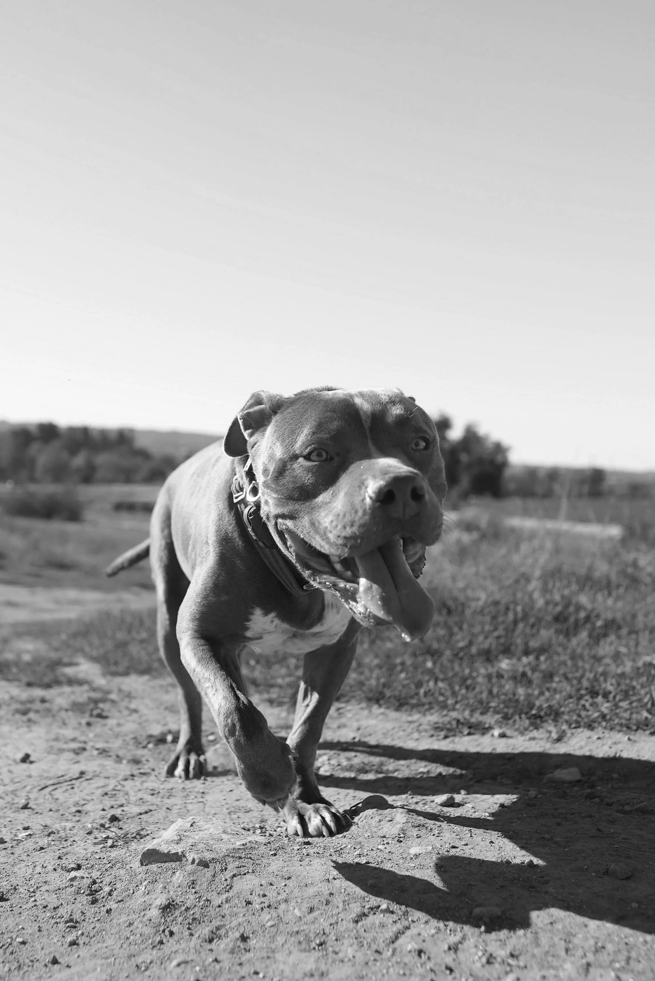 A happy dog with a broad smile, running outdoors on a dirt path under a clear sky.