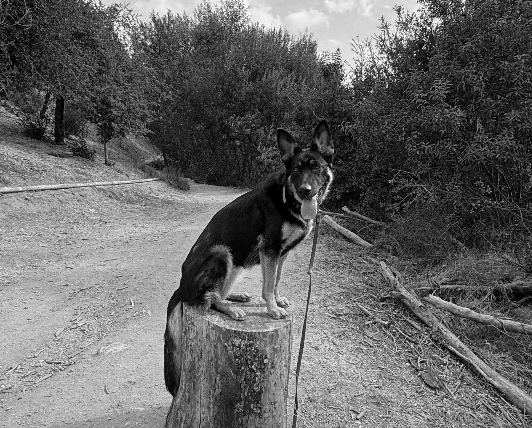 A dog sitting on a tree stump beside a dirt trail in a forested area, with trees and bushes surrounding the trail.