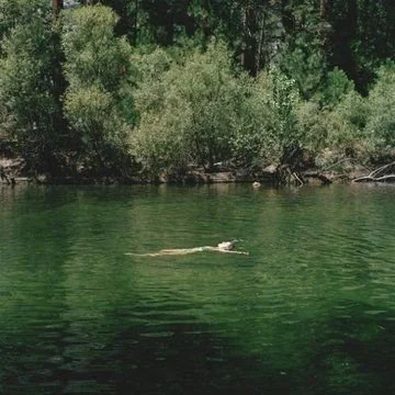 A dog swimming in a green river near a wooded shoreline.
