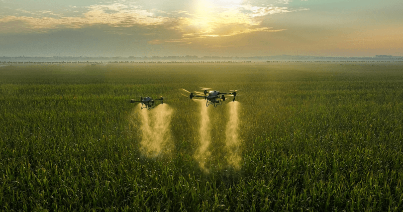 Two drones flying over a green crop field at sunset, spraying pesticides or fertilizers.