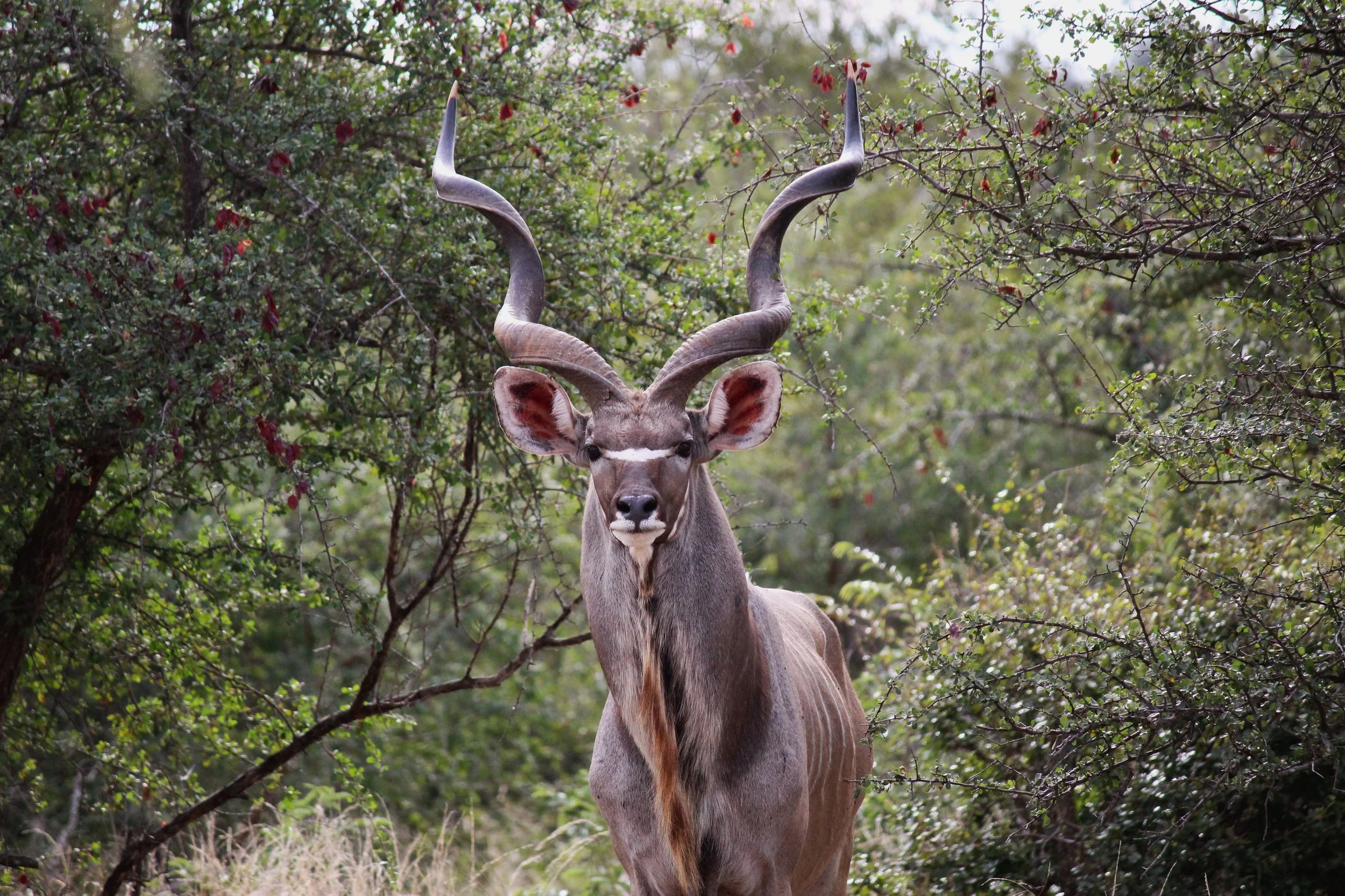 Kudu.jpg