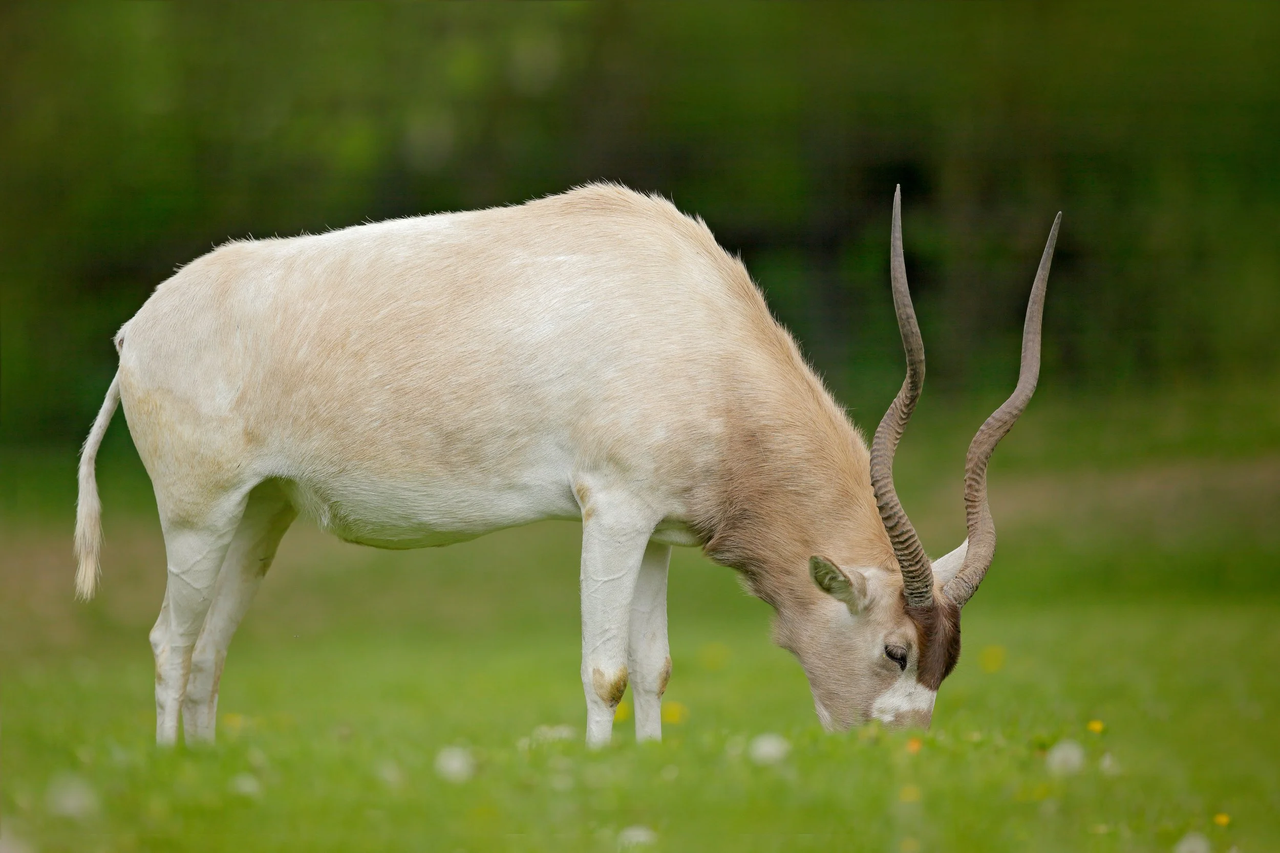 Addax.jpg
