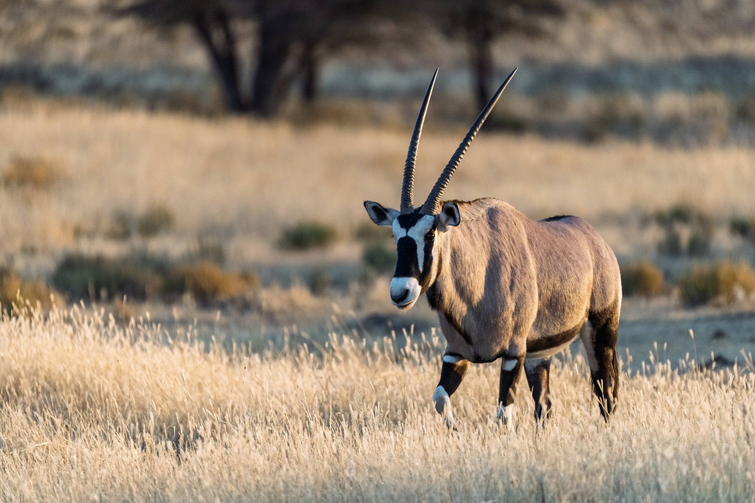 Gemsbok.jpg