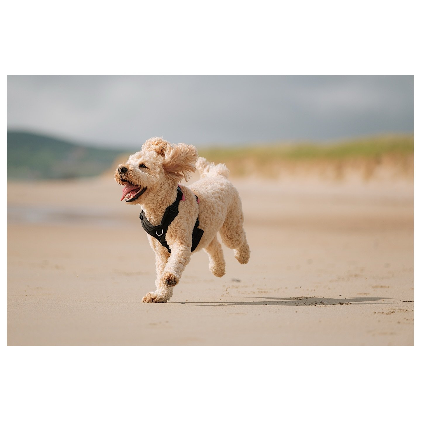 Coastal zoomies 🐶
.
.
.
.
.
#dog #dogs #dogoftheday #dogphotography #petphotography 
#dogsofinstagram #beachdog #happydog #doglife #puppylove 
#dogsplaying #outdoorphotography #animalphotography 
#naturephotography #capturedoncamera #petsofinstagram