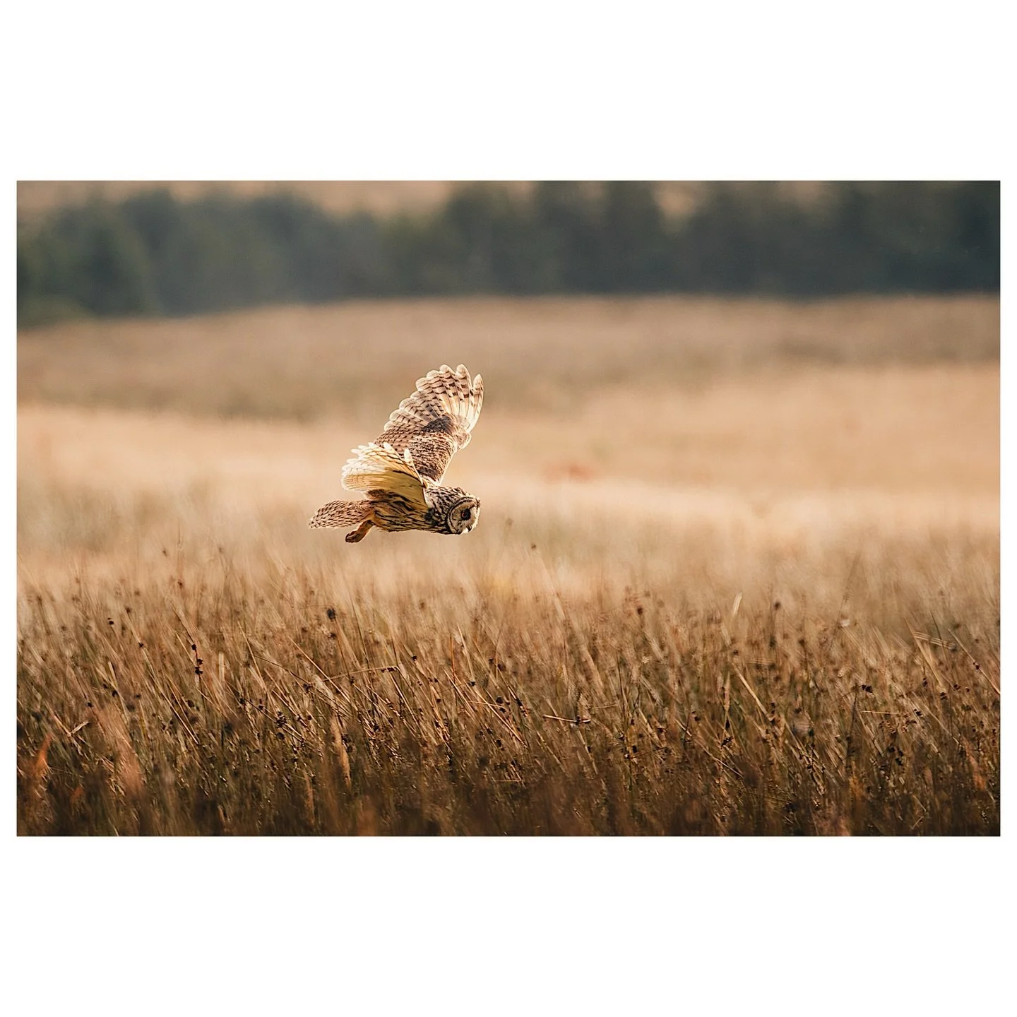 Long Eared Owl hunting for some food&hellip; it caught the food.. 

#owl #owls #birdofprey #birdphotography 
#wildlifephotography #naturephotography #wildlife_perfection 
#ukwildlife #birdwatching #birdsofinstagram #naturelovers 
#earthcapture #rapto
