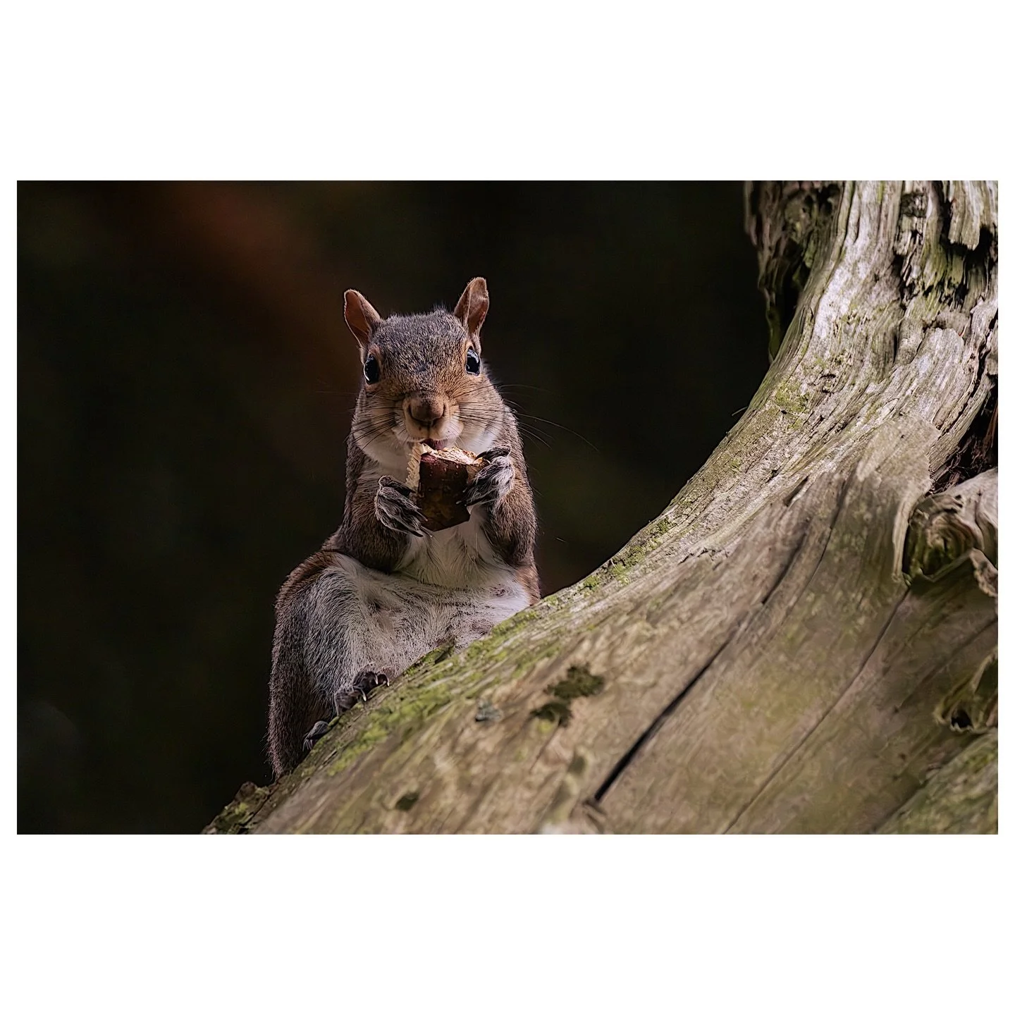 Must be hungry work climbing up and down trees everyday! 🐿️

#squirrel #squirrels #wildlife #wildlifephotography #naturephotography 
#wildlife_perfection #naturelovers #animals_in_world #animalphotography 
#forestlife #ukwildlife #capturethewild #na
