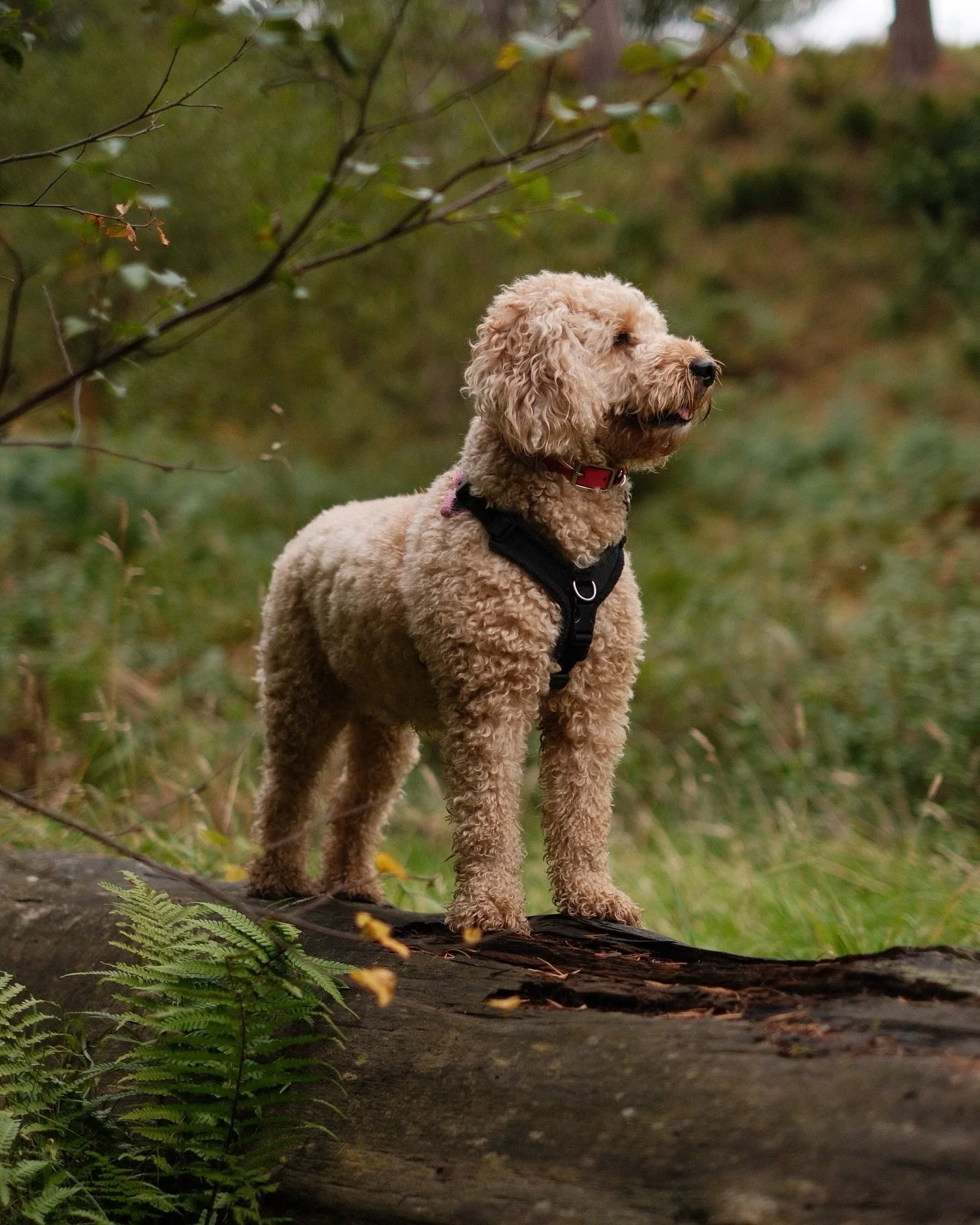 Autumn walks 🍁🍂
I have some availability over the next few weeks for Autumn Pet photo shoots, drop me a message to book a session or ask any questions.
#autumn #autumnvibes🍁 #petphotography #edinburgh #pentlandhills #flotterstone #xf35mmf14 #fujil