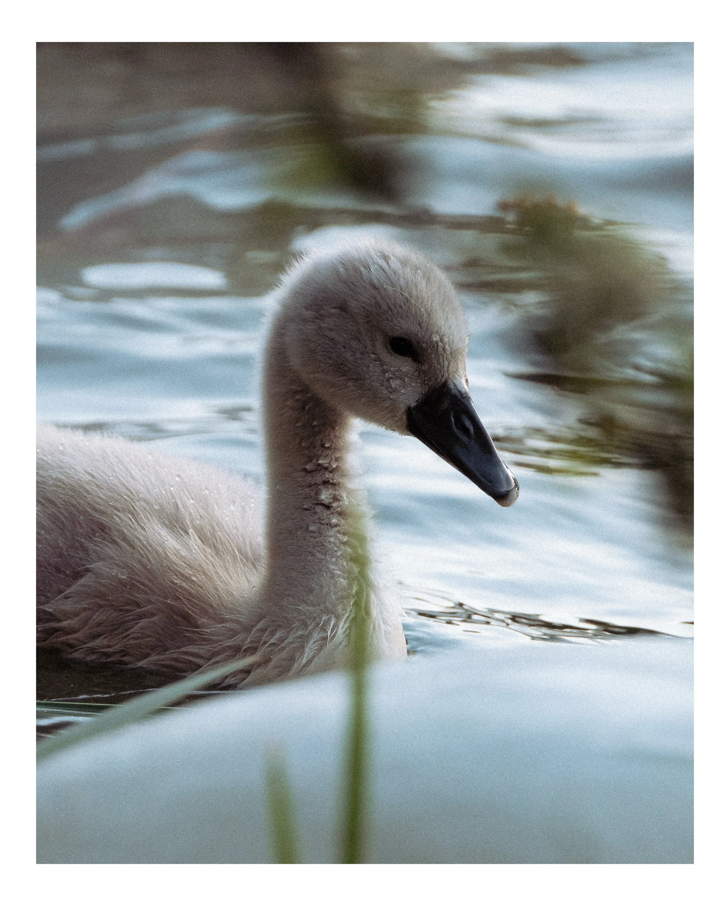 Swanning around. 
.
.
.
.
#swans #nature #wildlife #outdoors #wildlifephotography