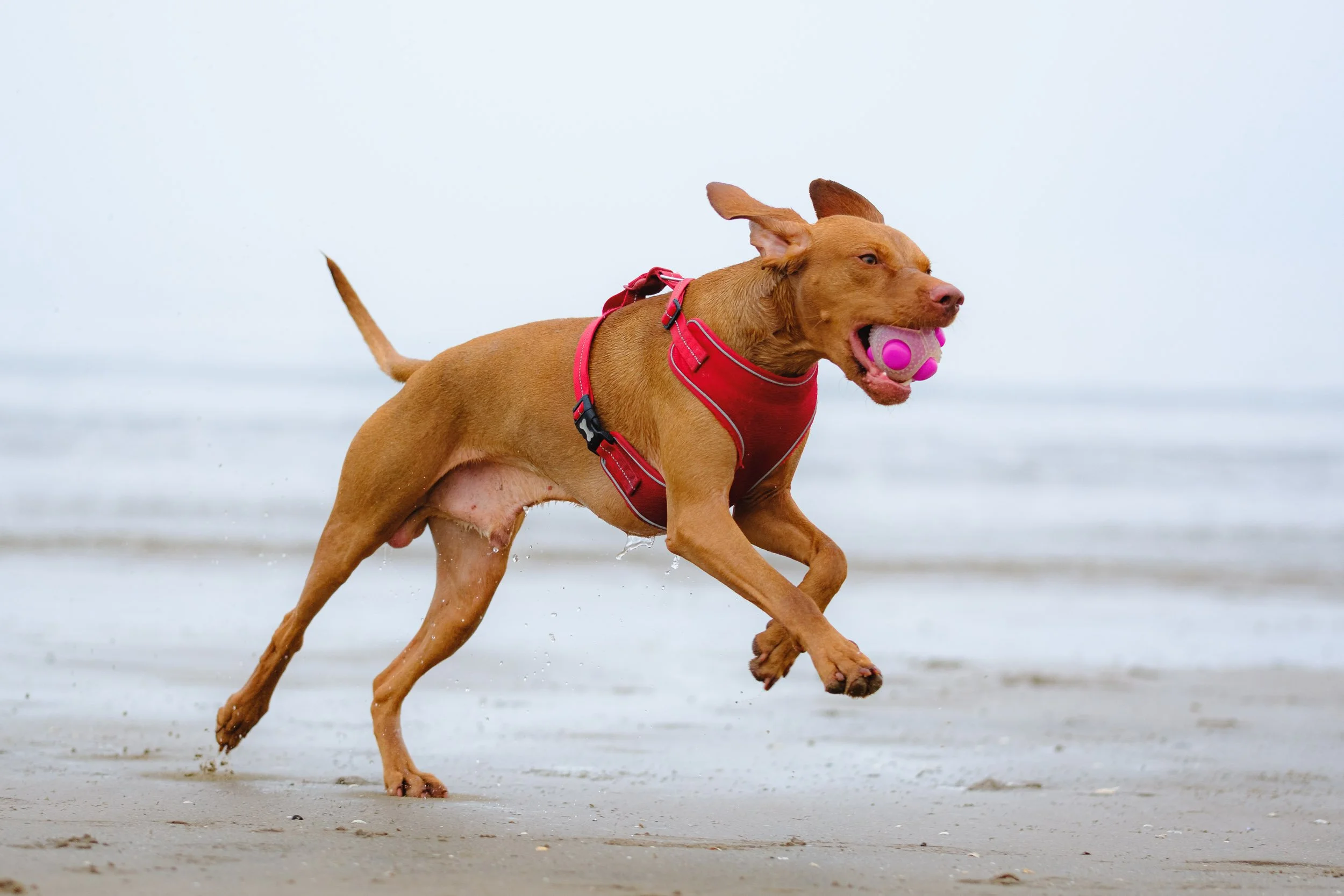 A brown dog running on Portobello beach during a photoshoot with a pink ball in its mouth, wearing a red harness.