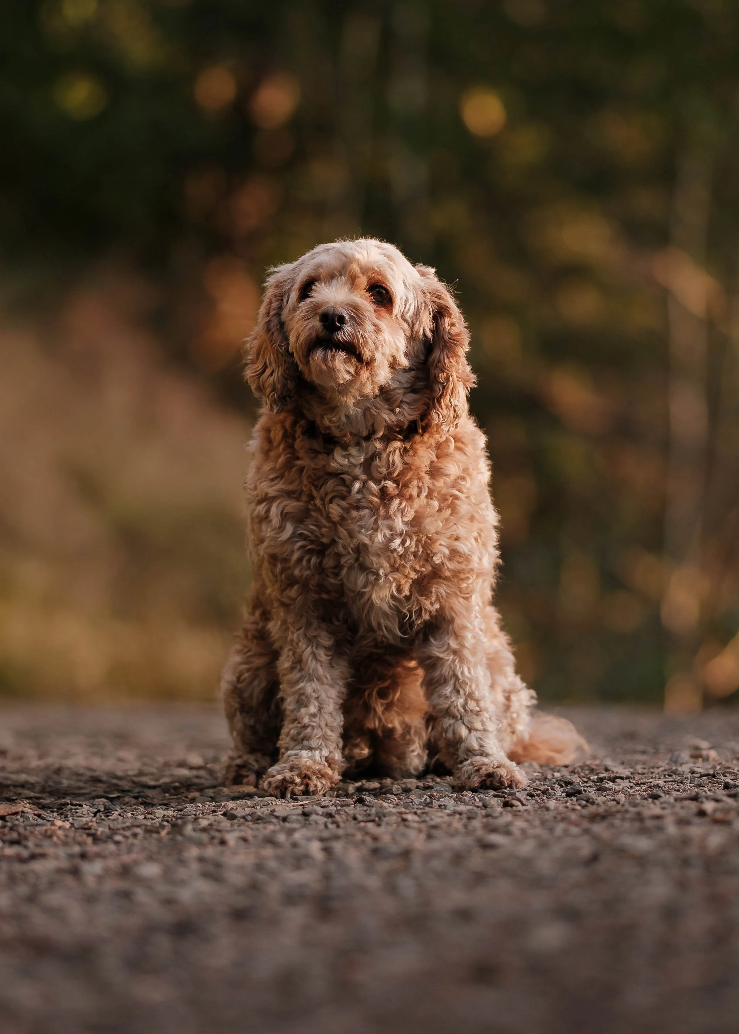 An adorable curly-haired dog sitting outdoors on a gravel path with a blurred forest background at sunset.