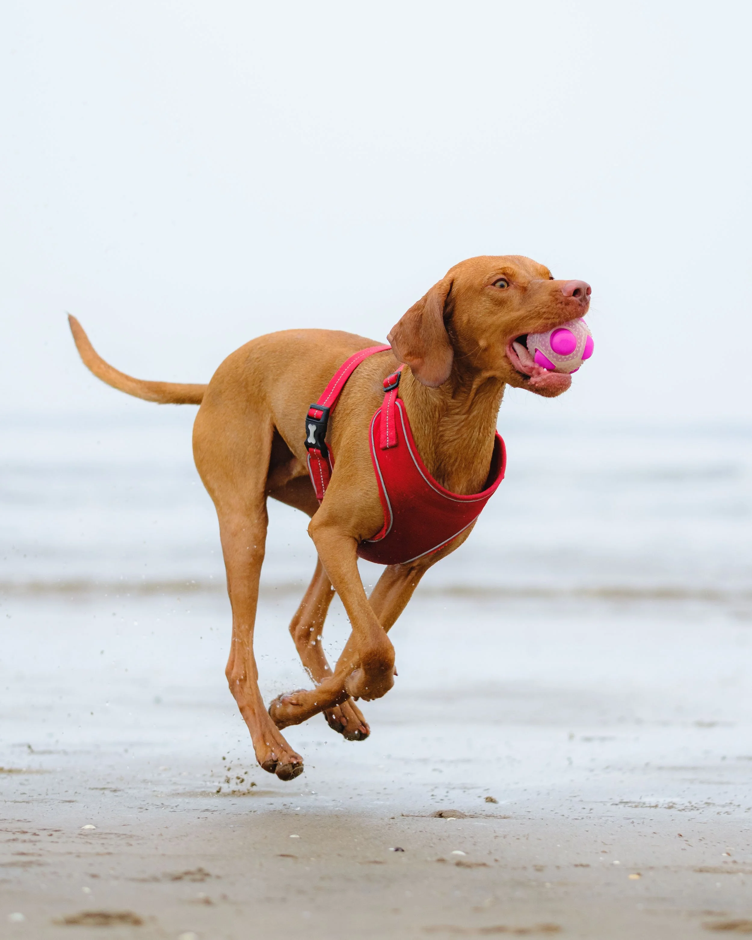 A brown dog running on a sandy beach with a pink ball in its mouth, wearing a red harness.