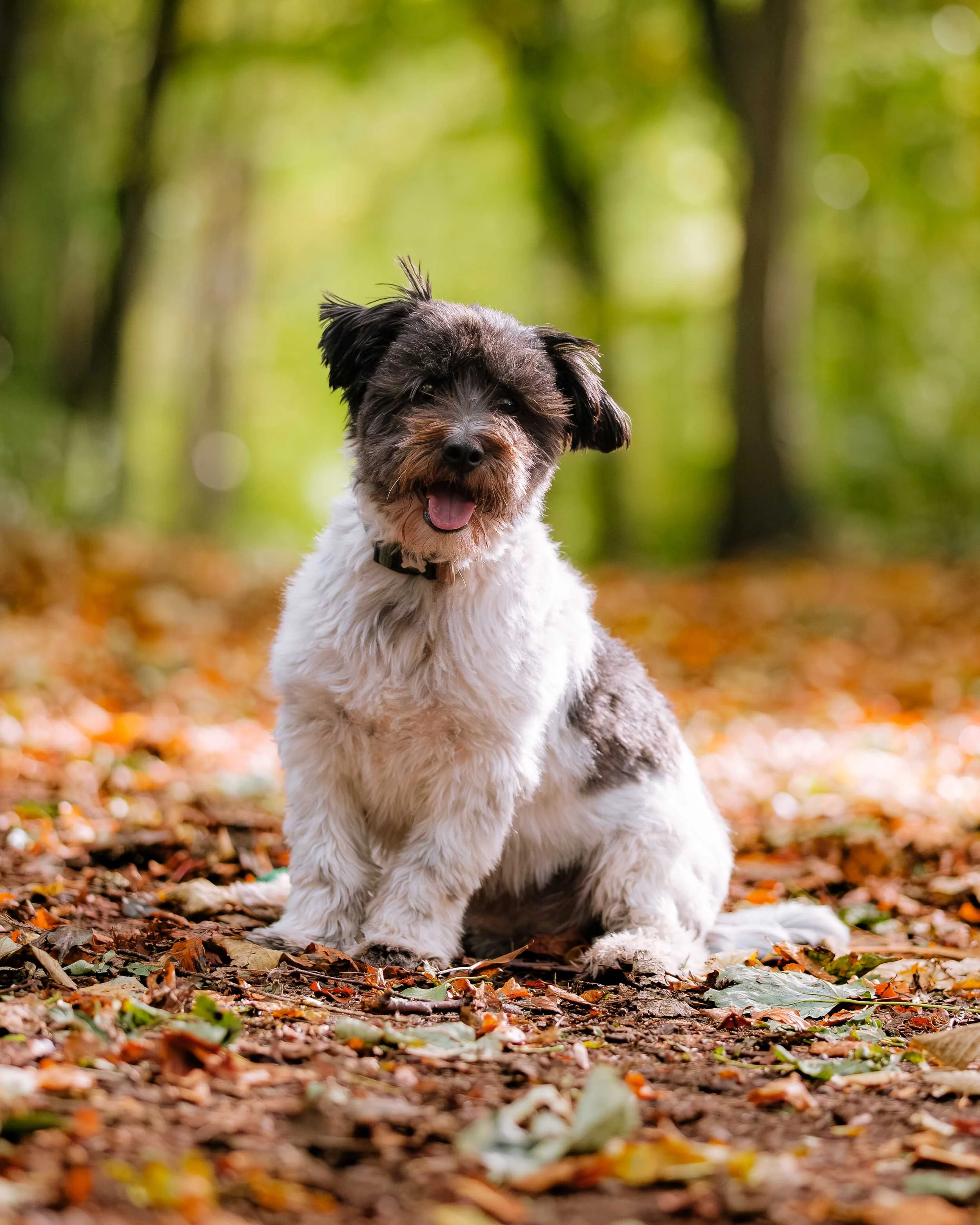 A portrait of a fluffy dog with black and white fur sitting on a leaf-covered forest floor at Dalkeith country park.