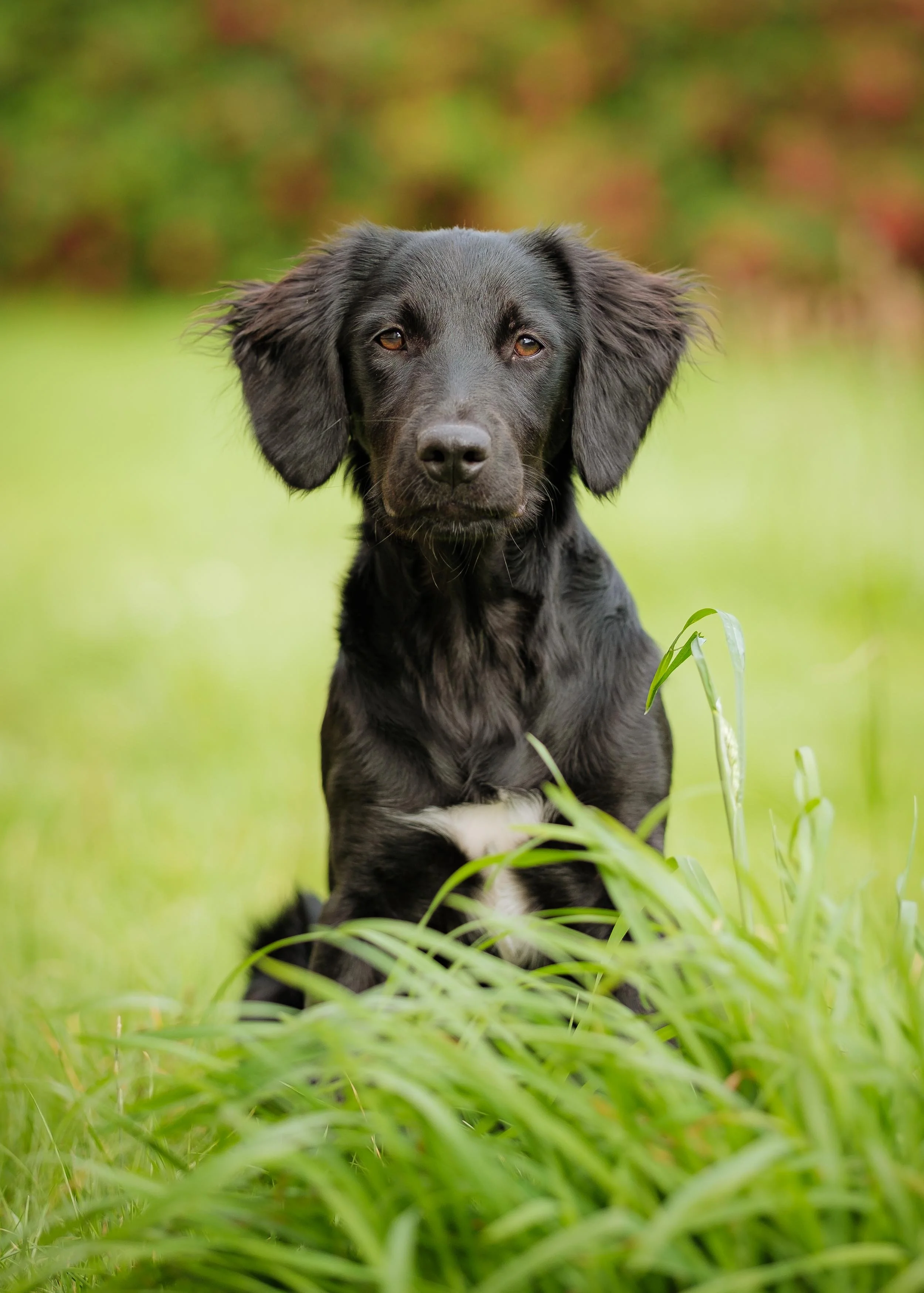A portrait photograph of black dog with floppy ears sitting in a grassy field with a blurred colorful background.