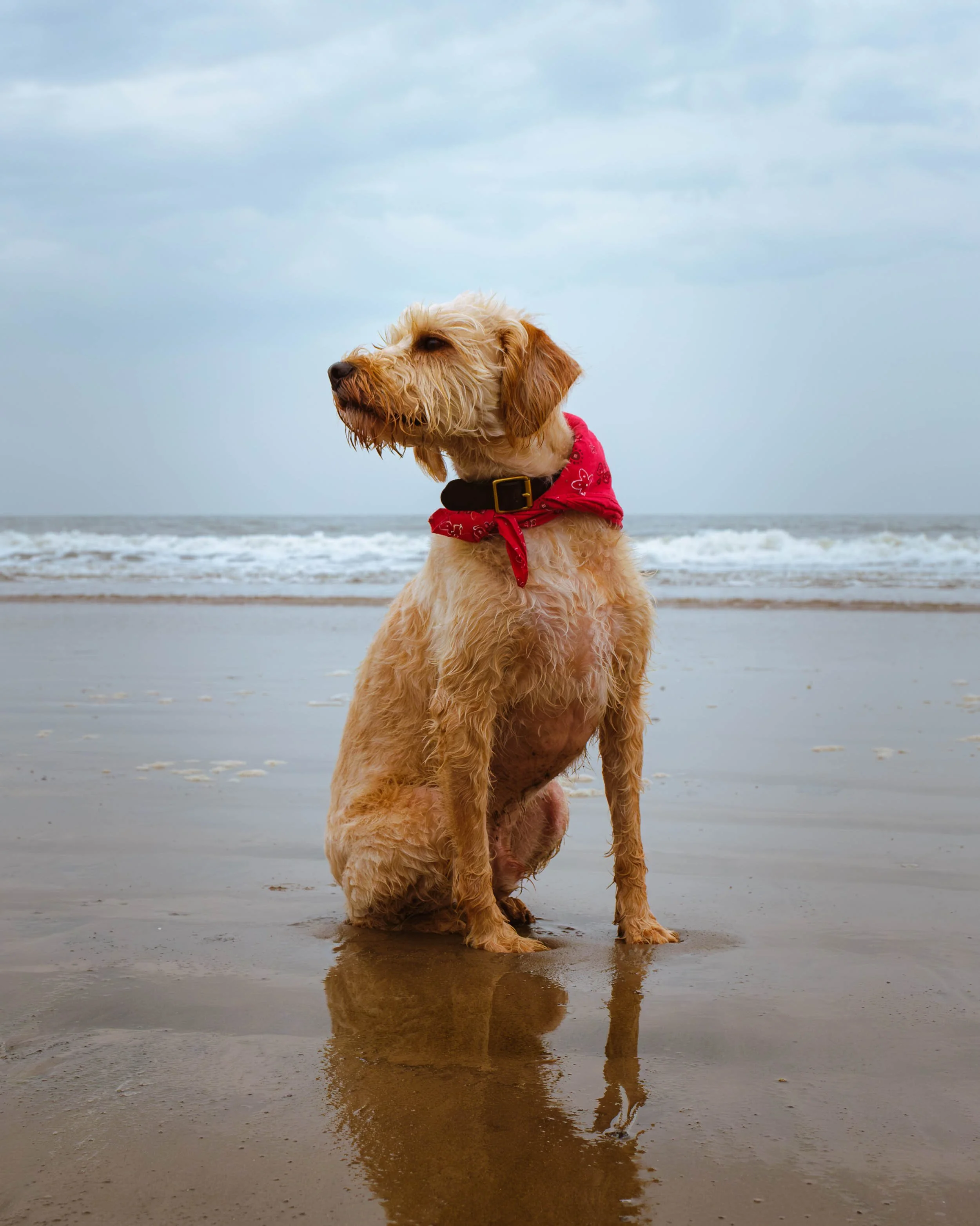 A dog with curly, wet fur sitting on the sandy beach of Portobello in Scotland near the ocean, wearing a red bandana around its neck, with waves in the background and a cloudy sky.