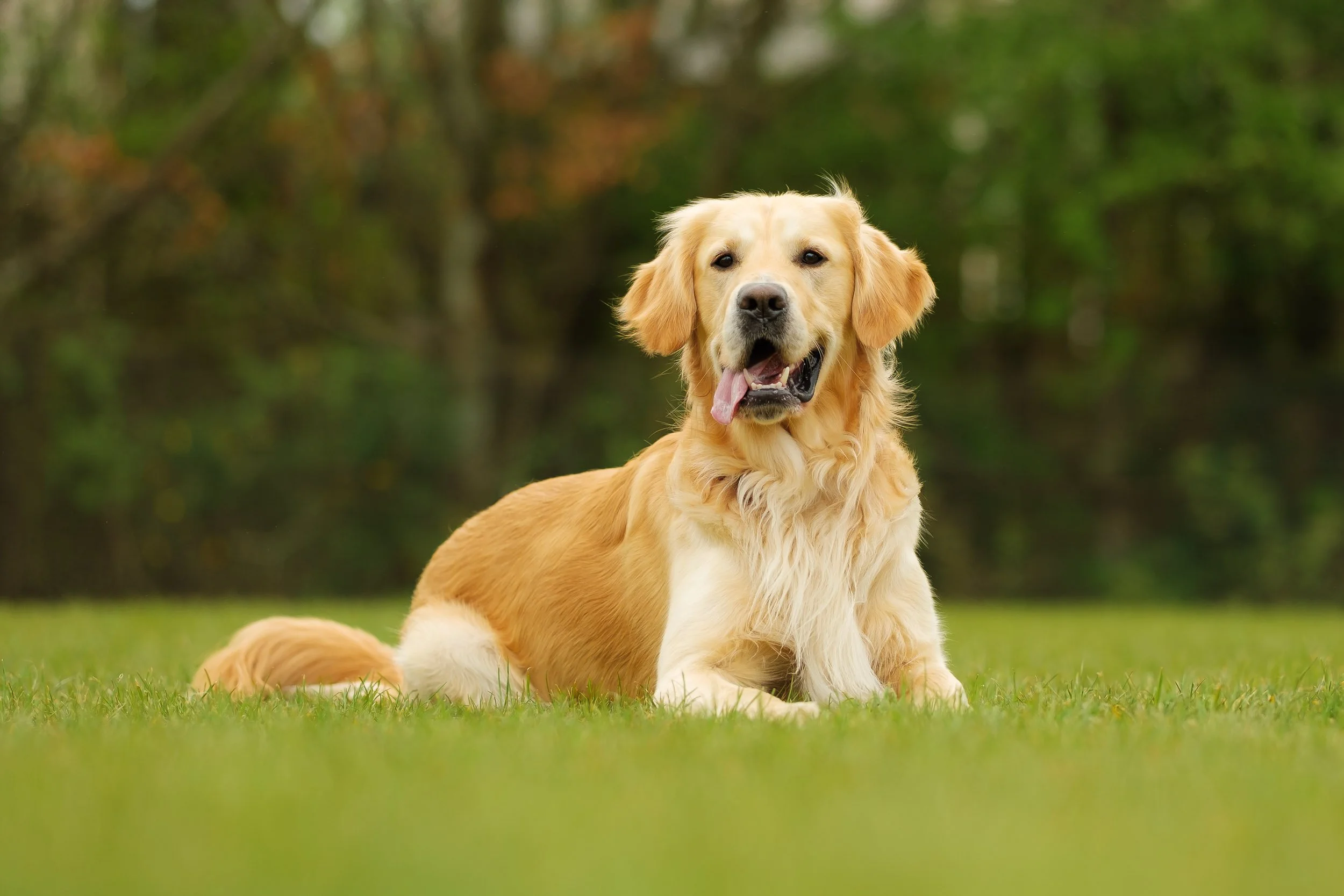 A golden retriever dog with a wavy coat lying on the grass in an outdoor, wooded area.
