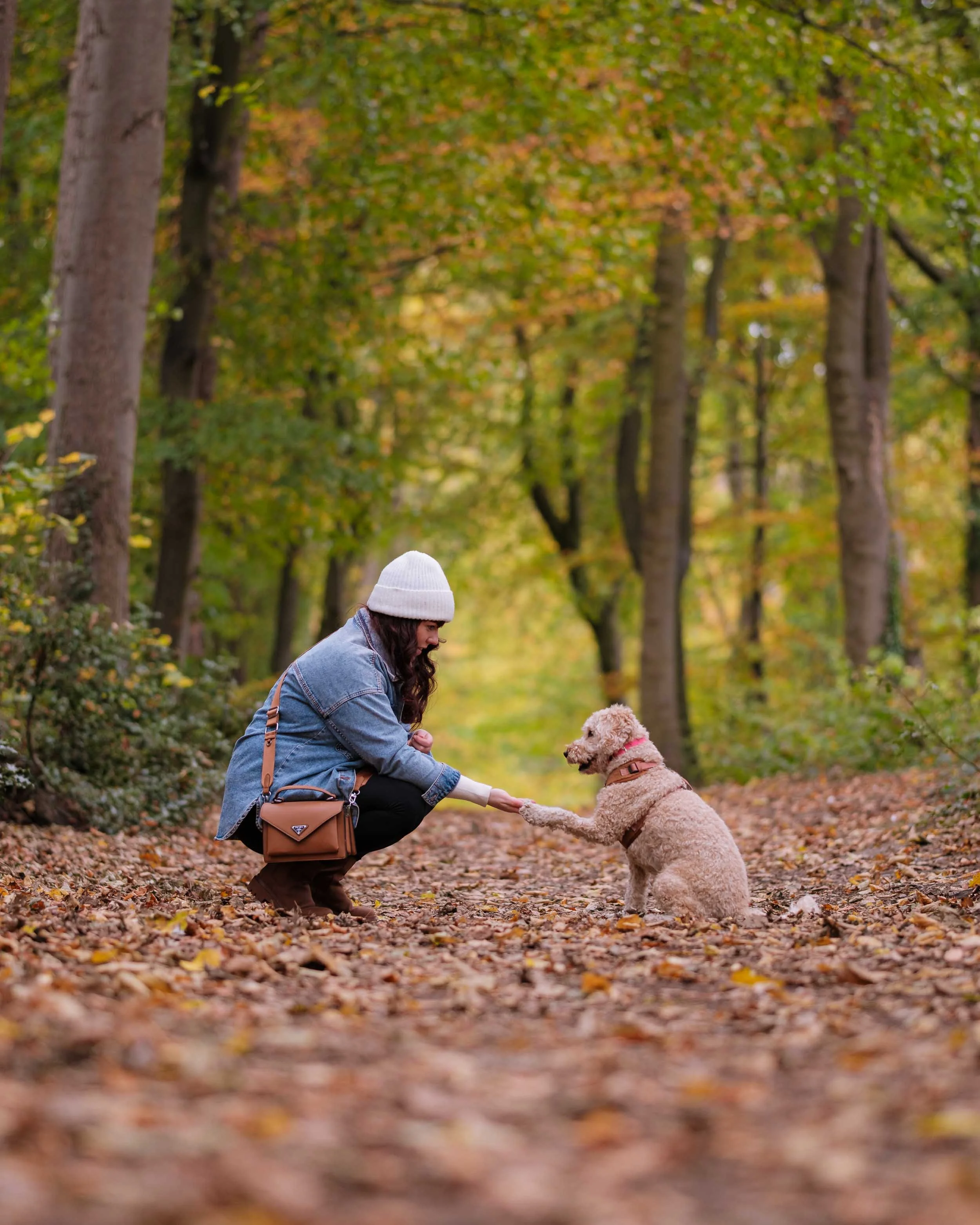 A woman in a white beanie and denim jacket squatting in a forest with fallen leaves, shaking hands with a small curly-haired dog wearing a pink collar while trees with green and yellow leaves surround them in the background.