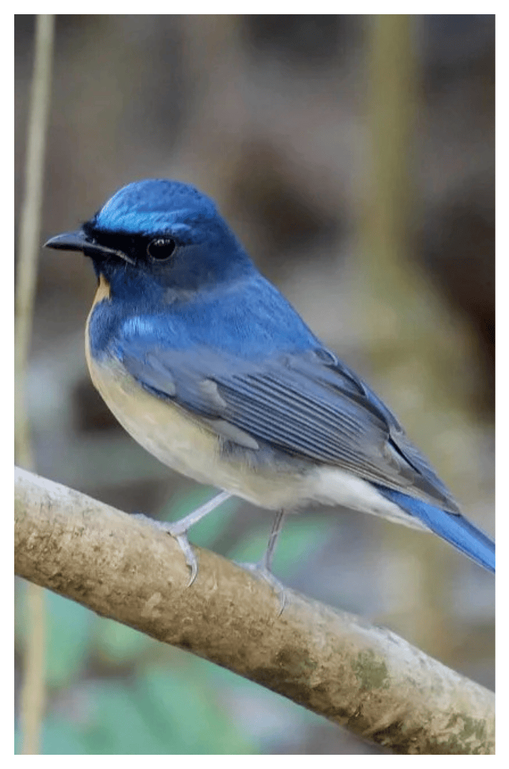 A small bird with bright blue and beige feathers perched on a branch.