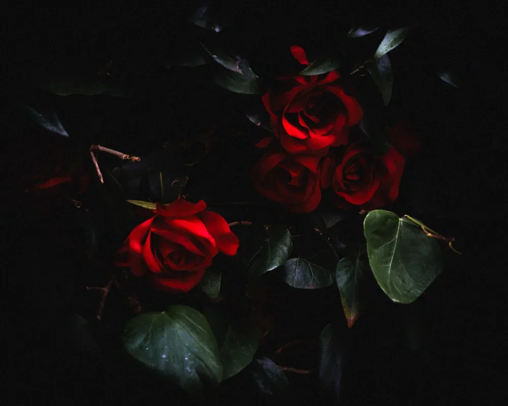 Roses-1.webp