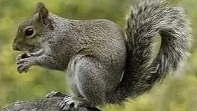 Ohio Squirrels can damage homes by chewing wires, installation, wood. They enjoy raiding your garden/bird feeders and often seek shelter in your attics and walls! Let us help you remove food sources and seal any entry points these critters can cause.