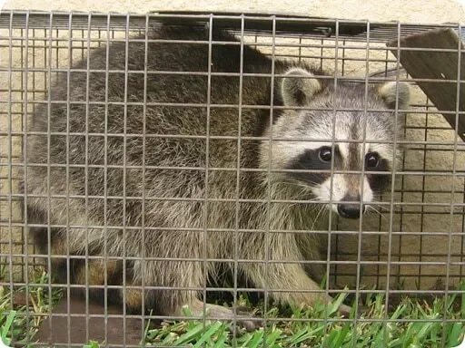 Raccoons are likely to den in attics and crawl spaces. Highly skilled with their front paws, they use them to manipulate objects, open latches, and feel for food. Raccoon's are known to carry diseases like Rabies, Parvovirus, Distemper, and canine He
