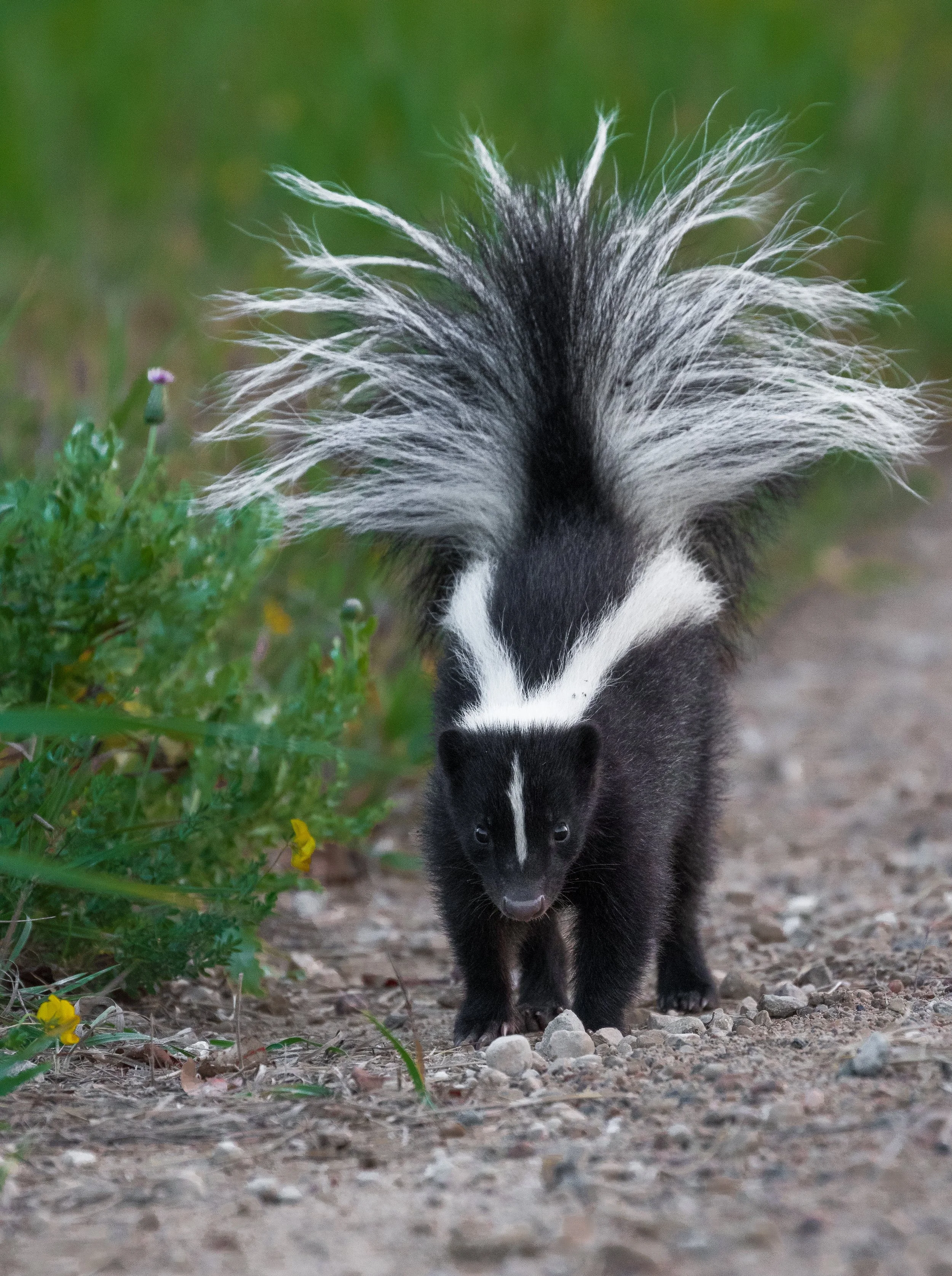 Skunks, known for their foul-smelling musk, love to forage a night. Skunks love to burrow and dig for insects, causing damage to gardens, yards, and outdoor structures. Skunks will spray when threatened, causing issues for you, your kids, and your pe
