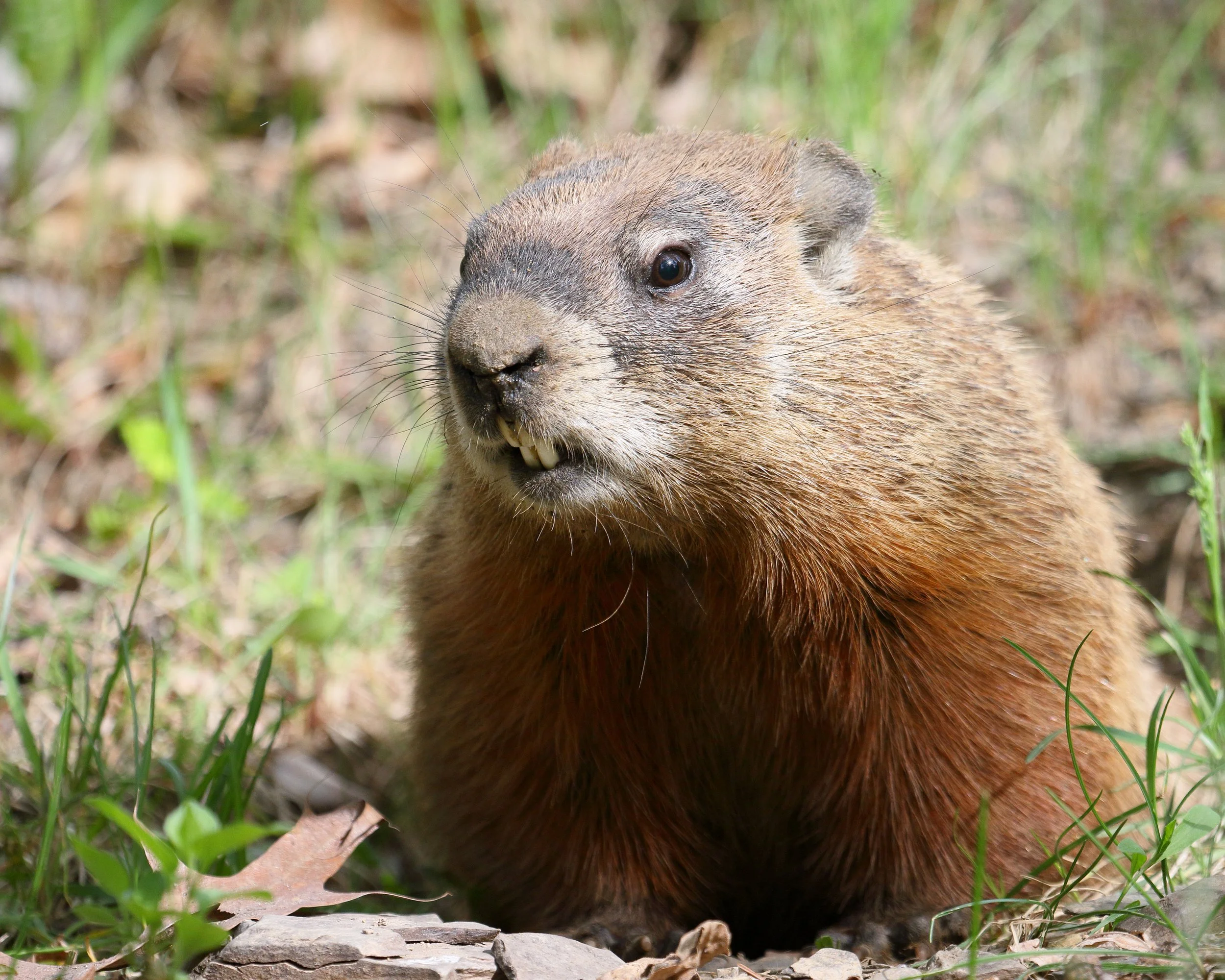 Groundhogs, a bully of all the nuisance critters, can be territorial. They love to find home in your outdoor structures while tearing up your garden! 