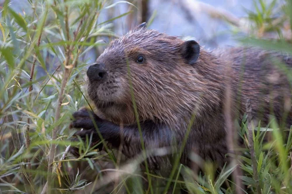 Beavers are highly territorial and are likely to mark boundaries with scent mounds. Extensive dam builders, they can cause flooding of roads, cropland, and property. 