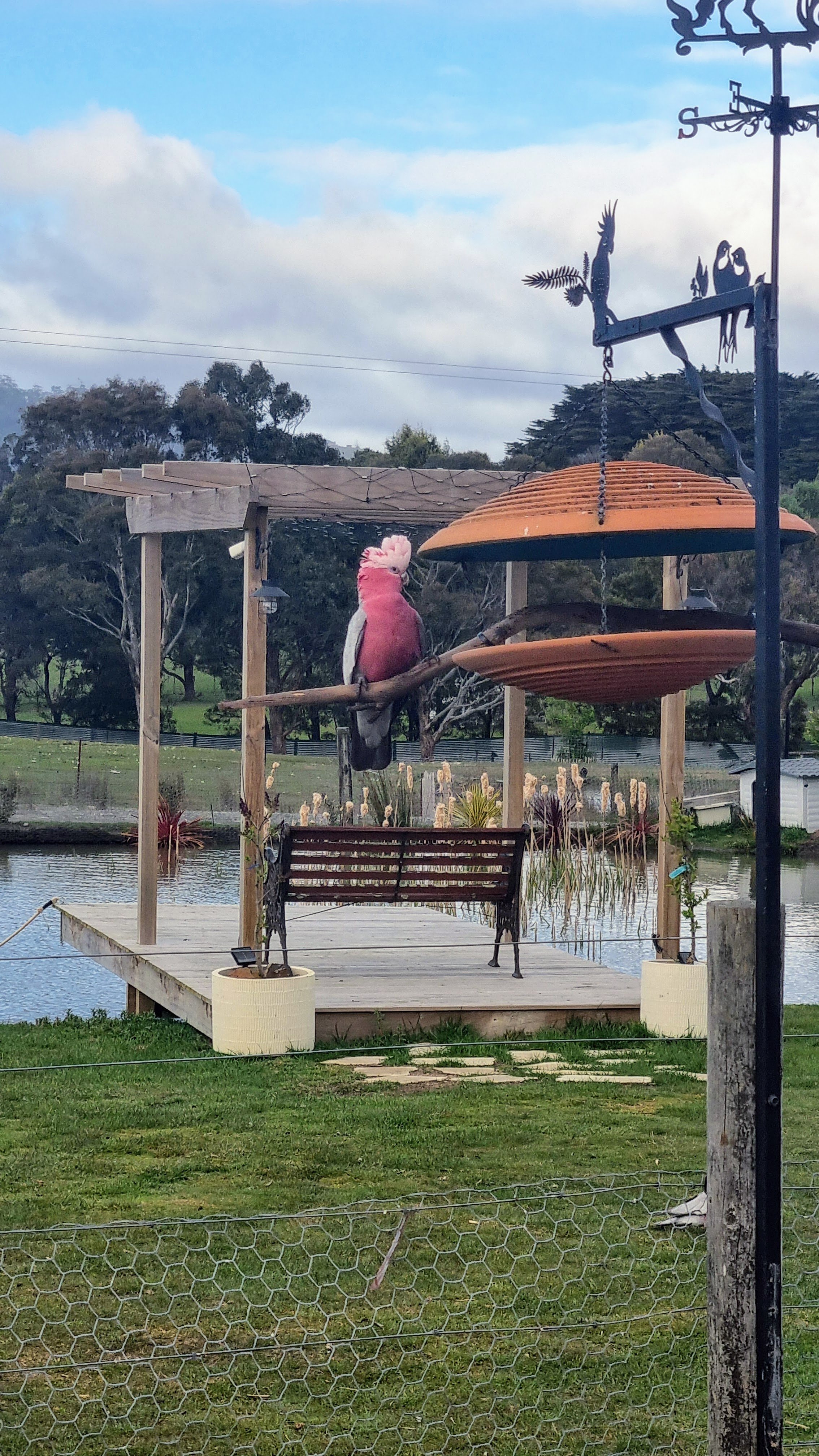 galah.jpg