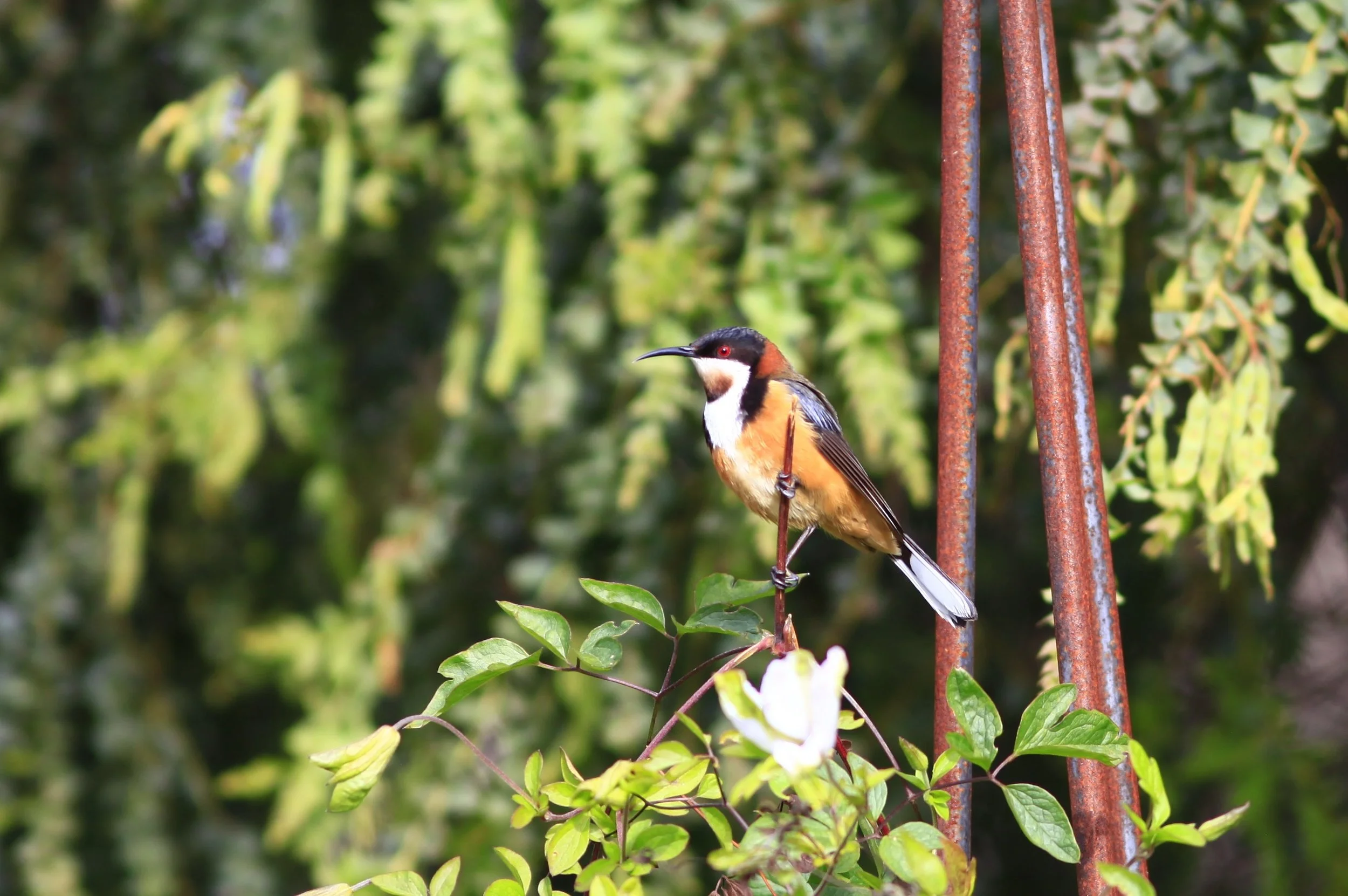 Eastern Spinebill.jpg