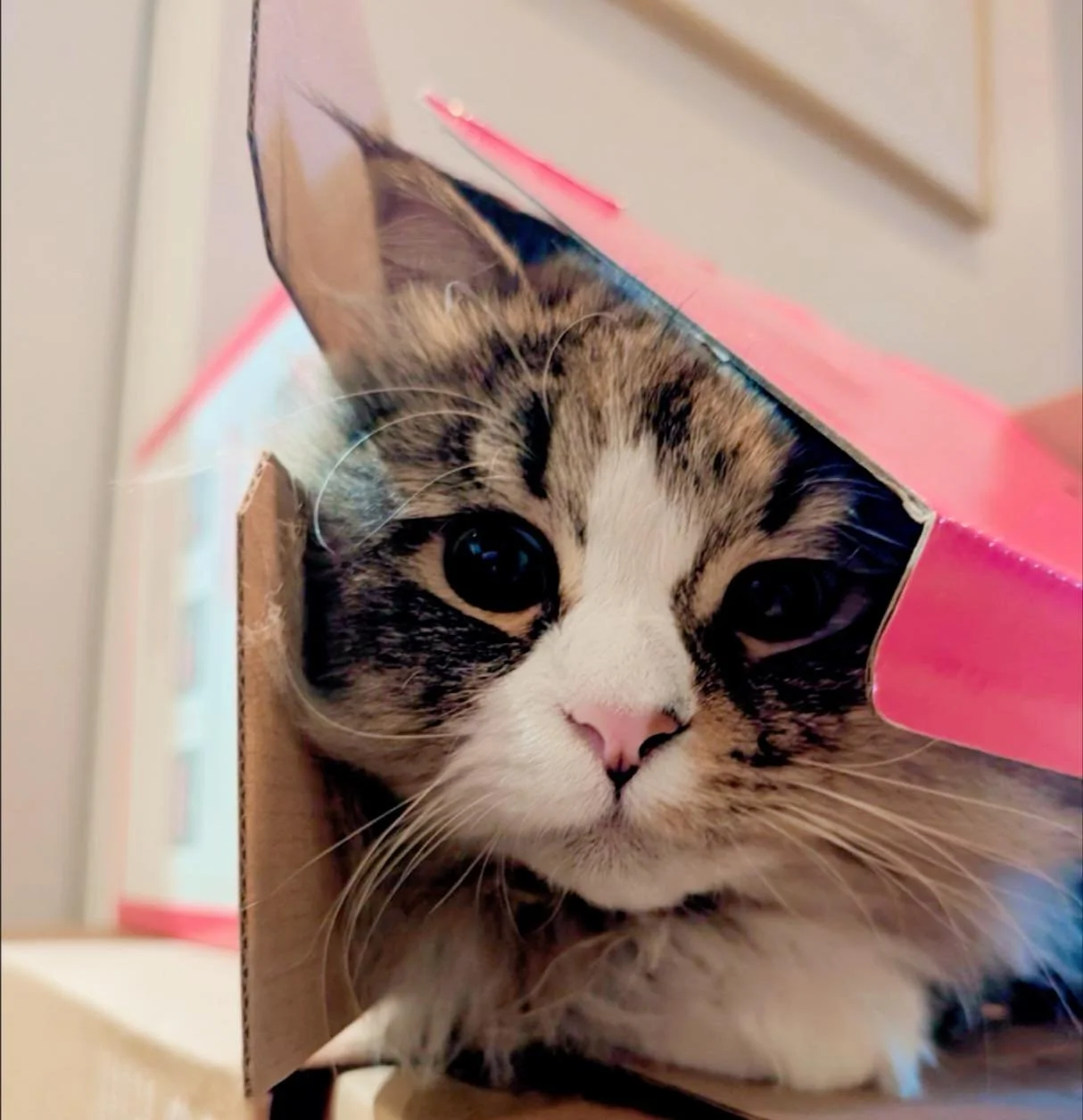 New clinic, experienced hands. 🐾

While we may be the new clinic kid on the Moorooka block, we bring years of experience caring for pets with us.

Come in and meet us to discover the difference. 🐶🐱