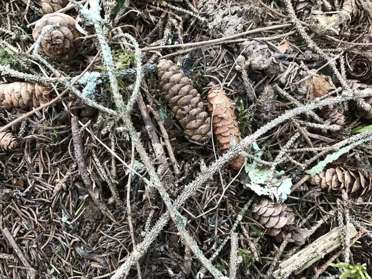 a few white spruce cones lying on the forest floor
