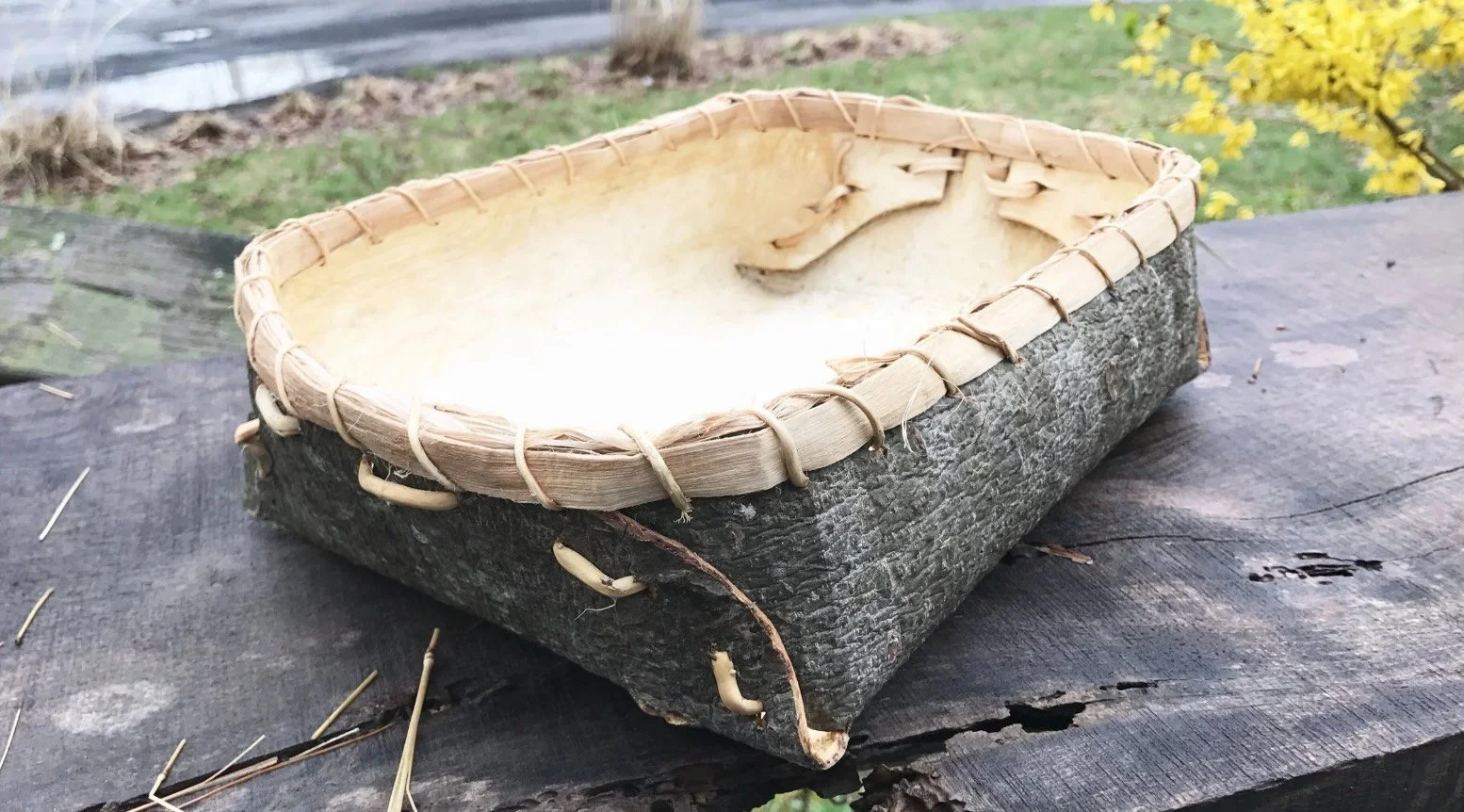 a folded white pine bark basket sewn with spruce roots.