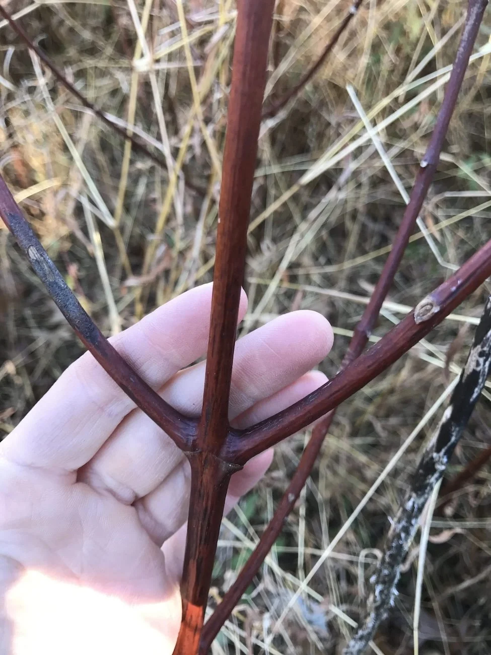 closeup of a dogbane stalk showing the opposite branching