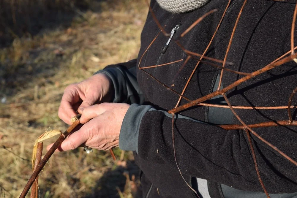 two hands processing a stalk of dogbane for fiber