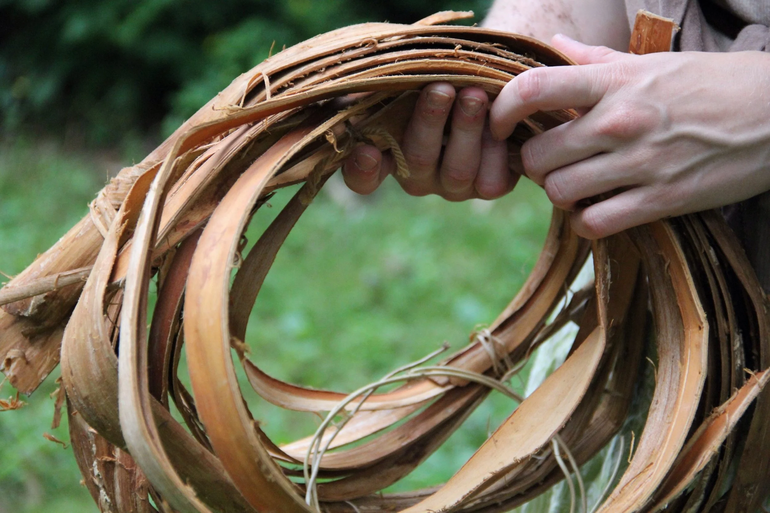 Basketmaker’s Journal: Bark Harvesting from Four Northeastern Trees