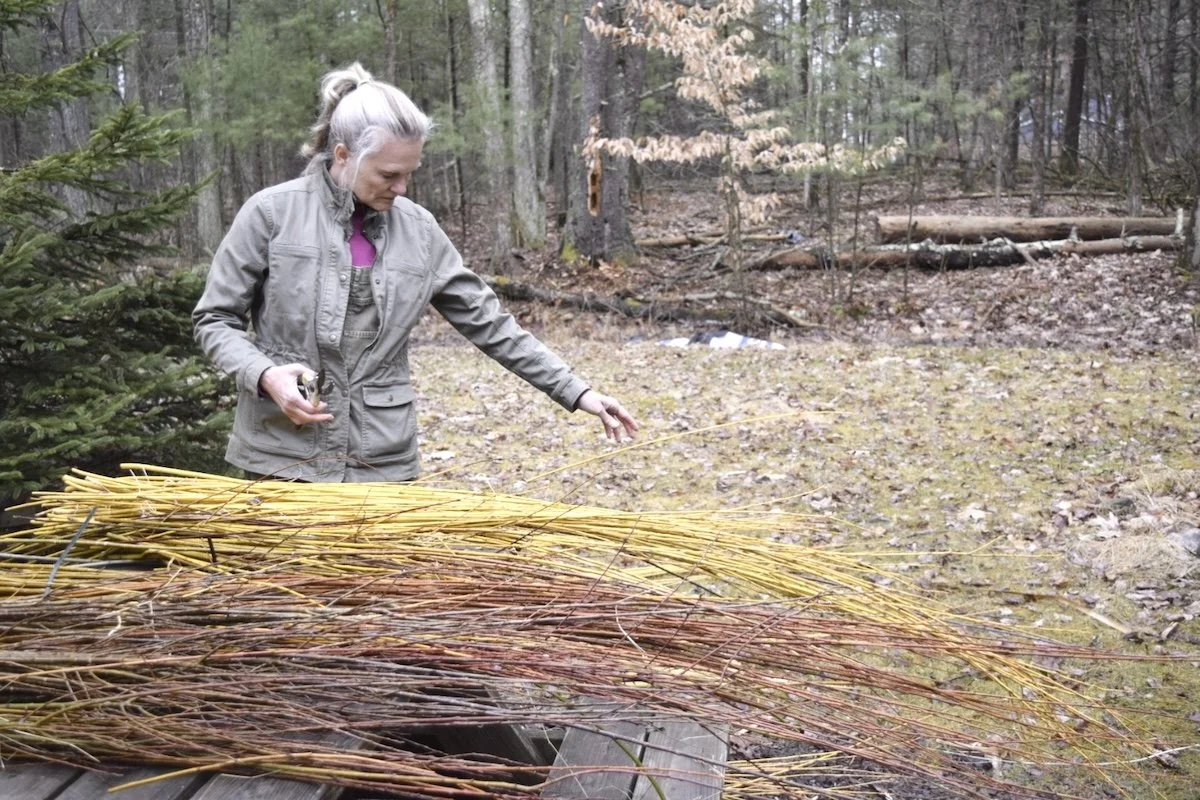 sorting-willow-harvest.JPG