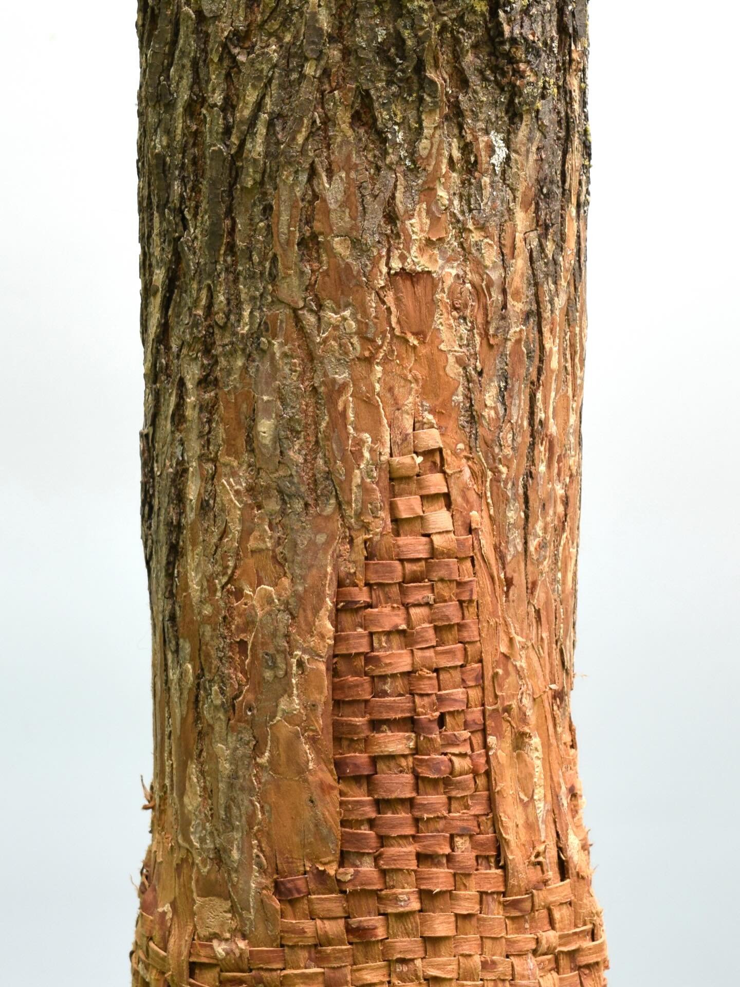 &ldquo;Menhir&rdquo; is woven from a found American Elm log and bark using traditional basket weaving techniques in a new way. 

I love making these sculptures because they activate both my creativity but also a kind of collaboration with the materia